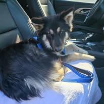 Xander, ADOPTABLE, Young Male German Shepherd Dog.