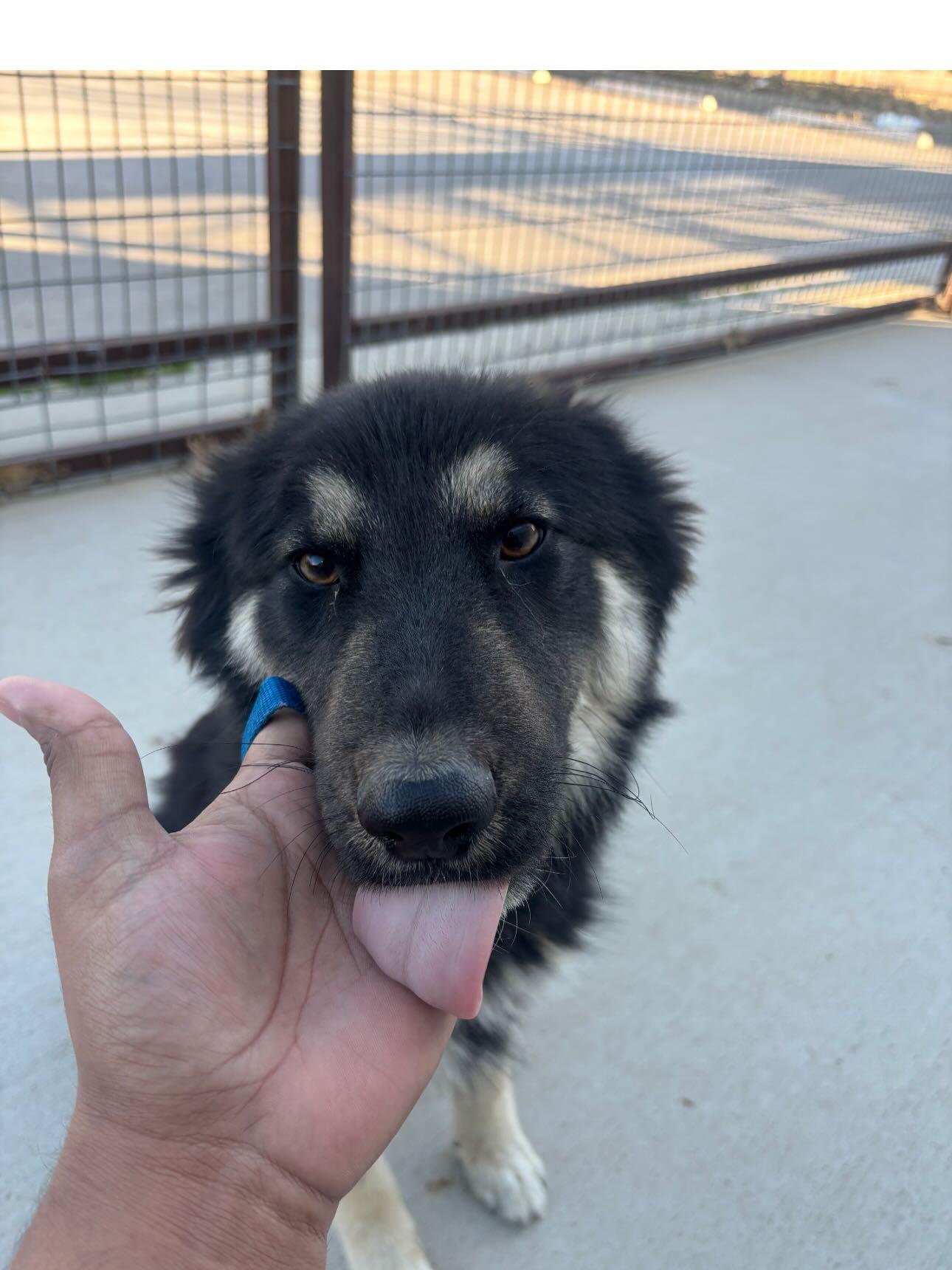Enlarge Xander, a ADOPTABLE German Shepherd Dog in Brookfield, CT image 4/4