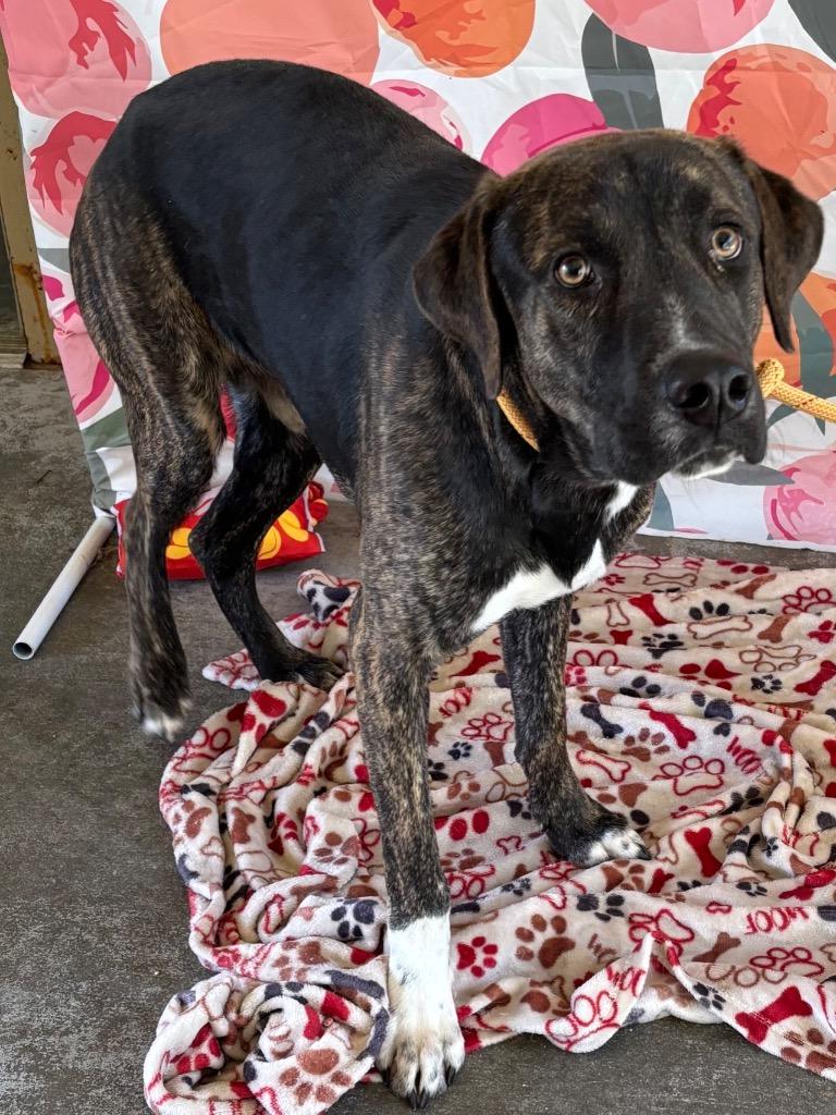 Enlarge Cody, a Adoptable Labrador Retriever in Swainsboro, GA image 1/3
