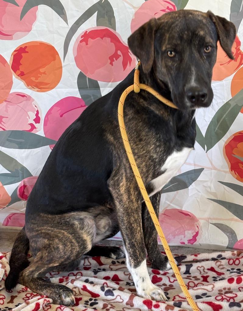 Enlarge Cody, a Adoptable Labrador Retriever in Swainsboro, GA image 2/3