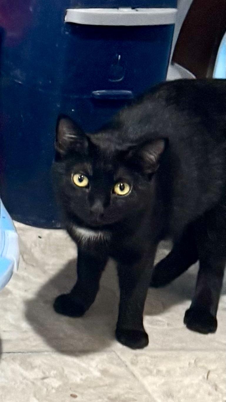 Cindy and Mindy, adopted, Kitten Female Bombay & Domestic Short Hair.