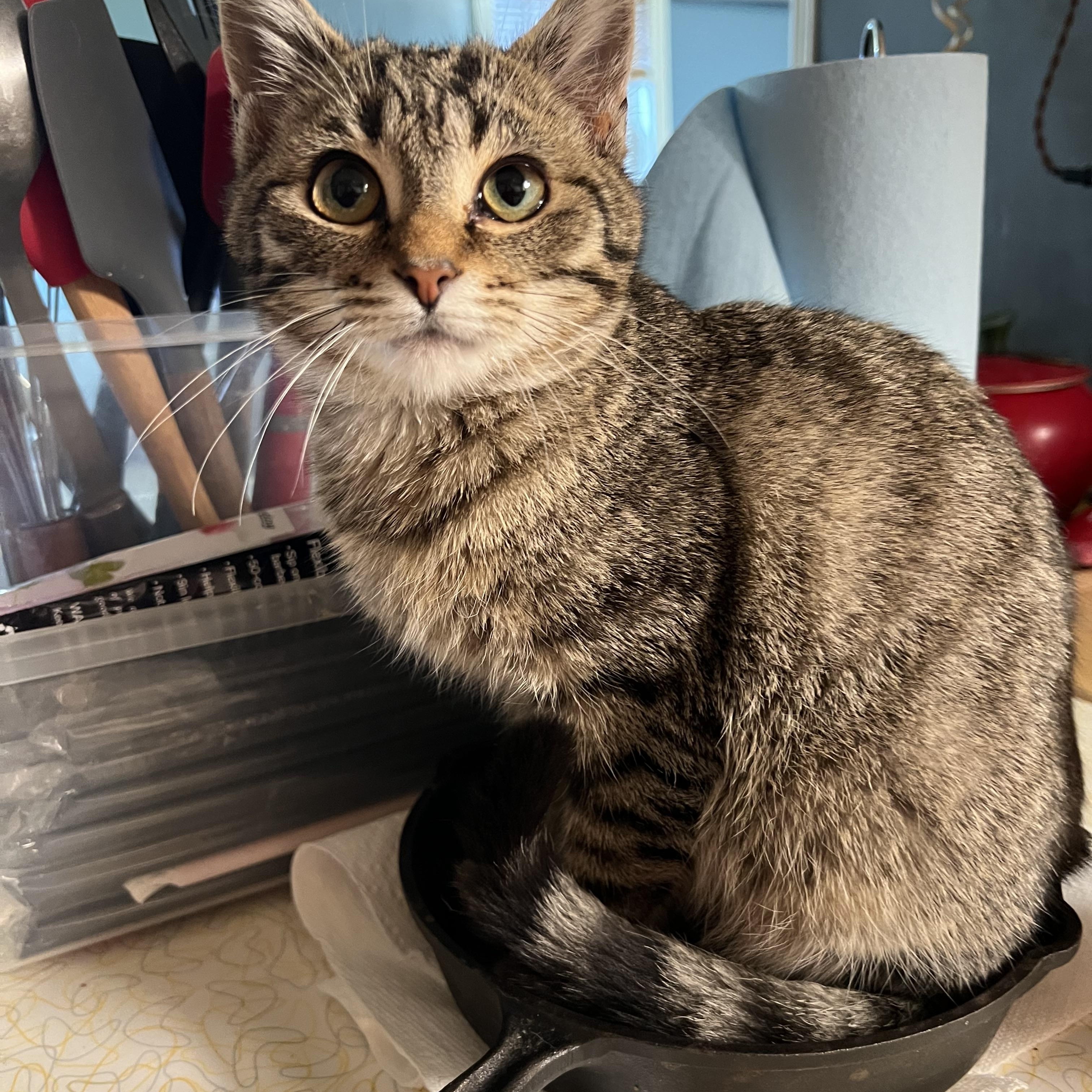 Oakley, ADOPTABLE, Kitten Male Tabby.