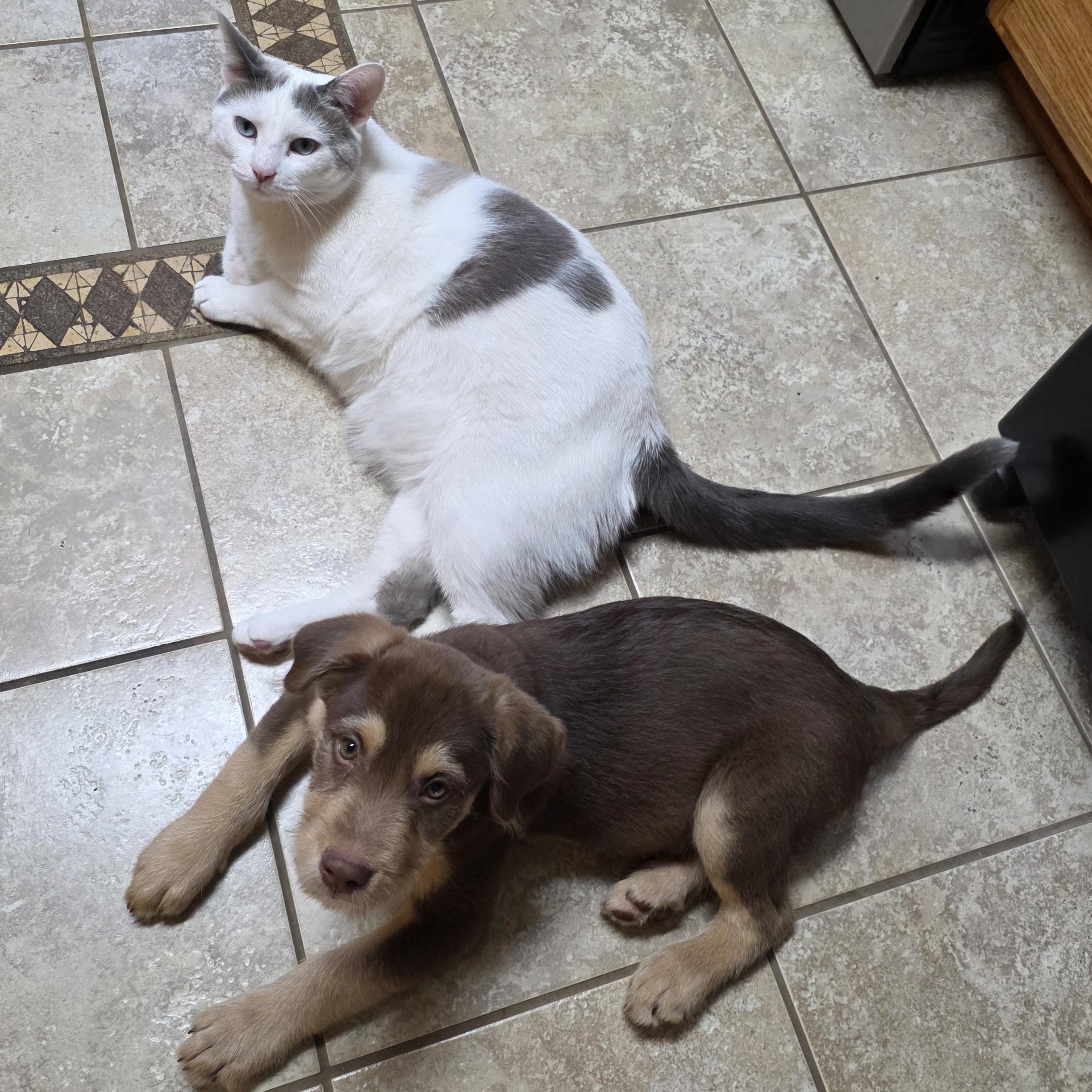 Vinnie, a ADOPTABLE mixed breed in Minneapolis, MN image 6/6