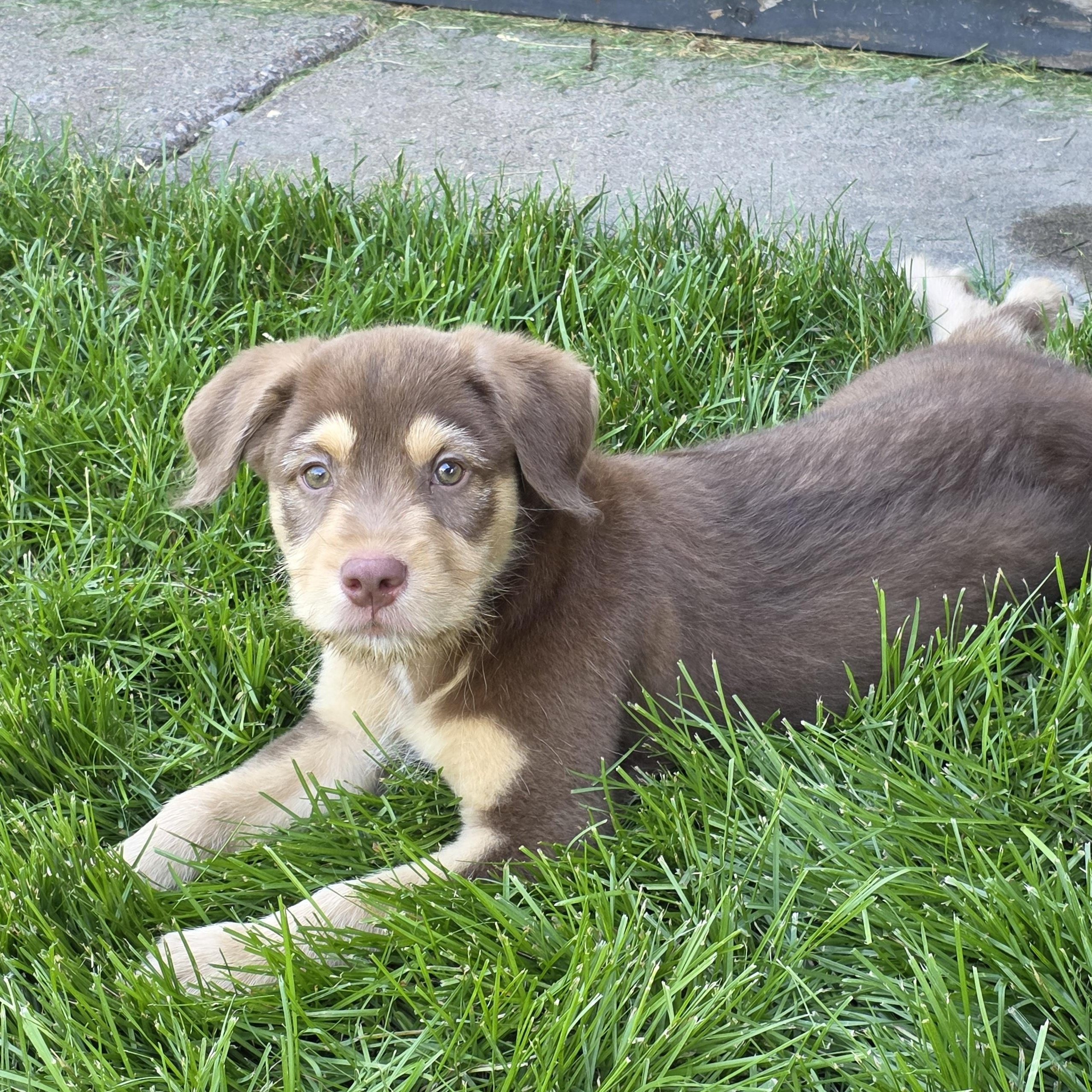 Vinnie, a ADOPTABLE mixed breed in Minneapolis, MN image 5/6