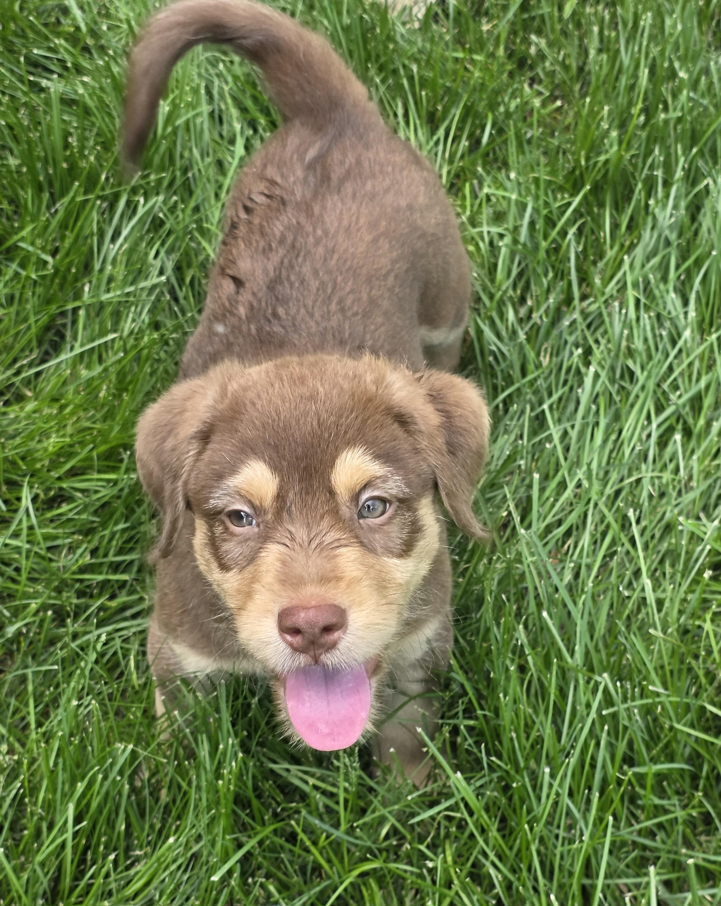 Vinnie, a ADOPTABLE mixed breed in Minneapolis, MN image 3/6