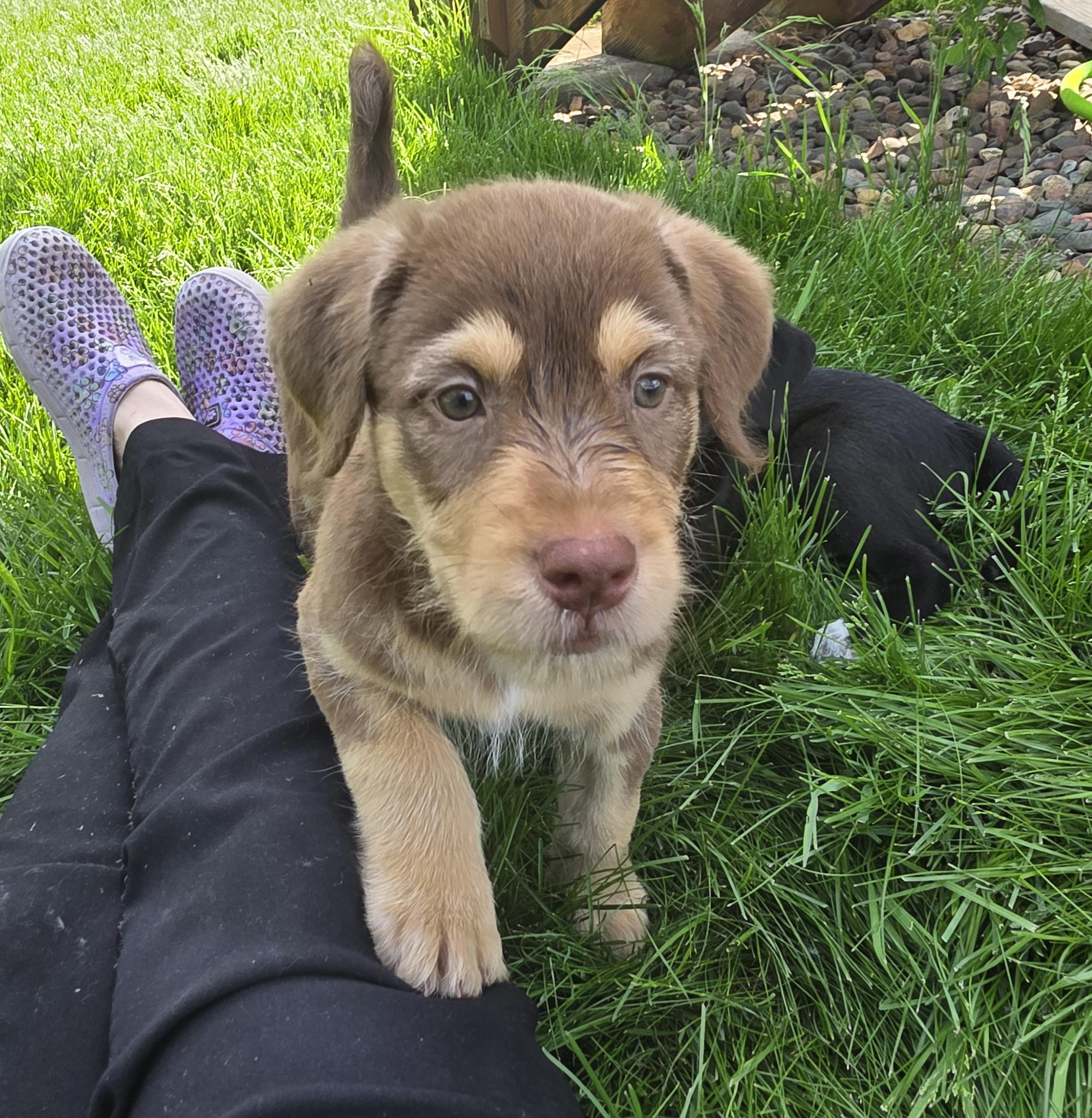 Vinnie, a ADOPTABLE mixed breed in Minneapolis, MN image 4/6