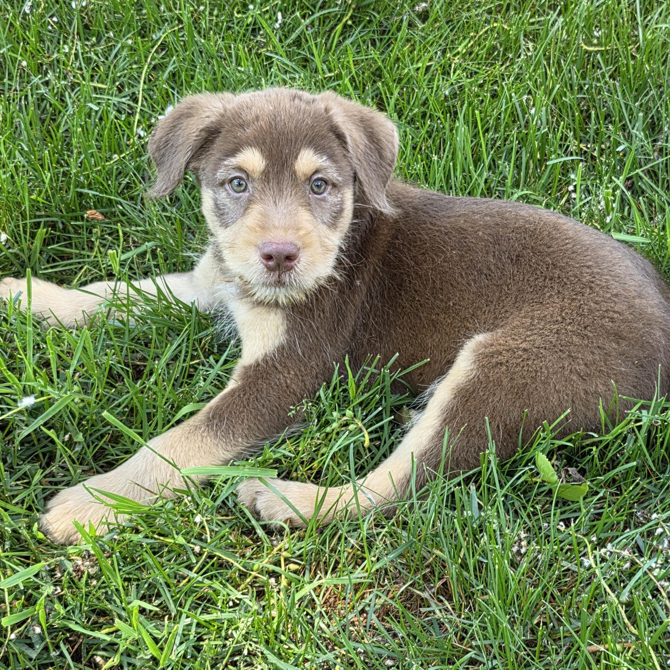 Vinnie, a ADOPTABLE mixed breed in Minneapolis, MN image 2/6