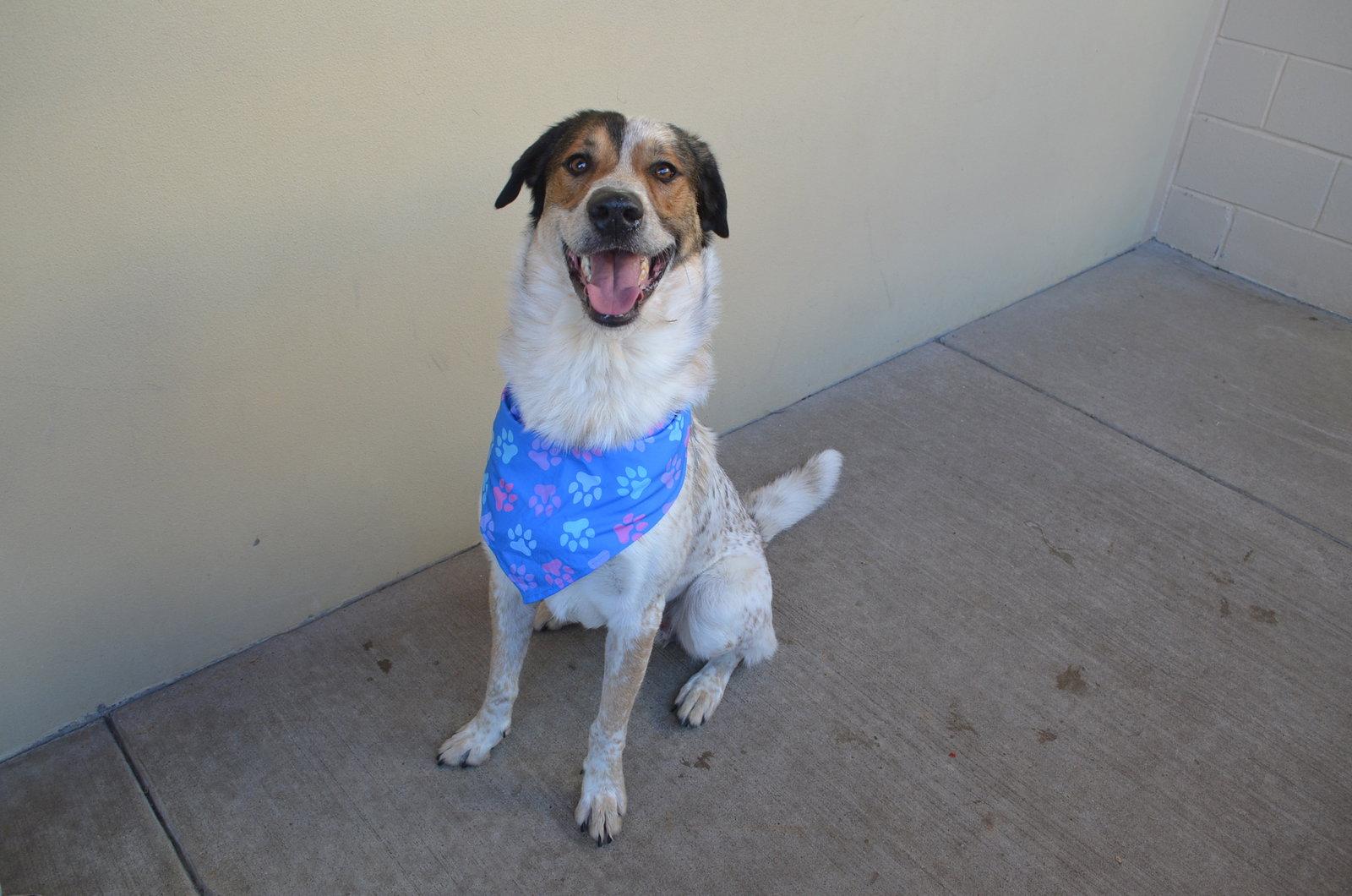 Pollen Ruff, Adoptable, Young Male Shepherd.