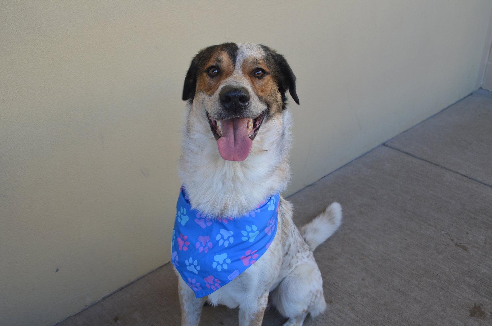 Pollen Ruff, a Adoptable Shepherd in McKinney, TX image 2/3
