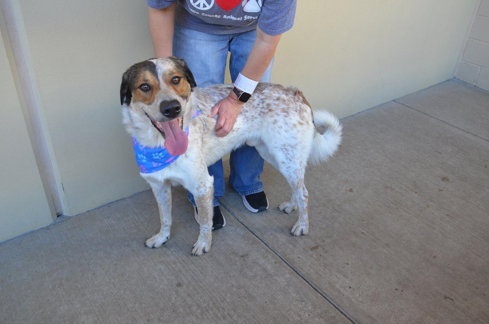 Pollen Ruff, a Adoptable Shepherd in McKinney, TX image 3/3