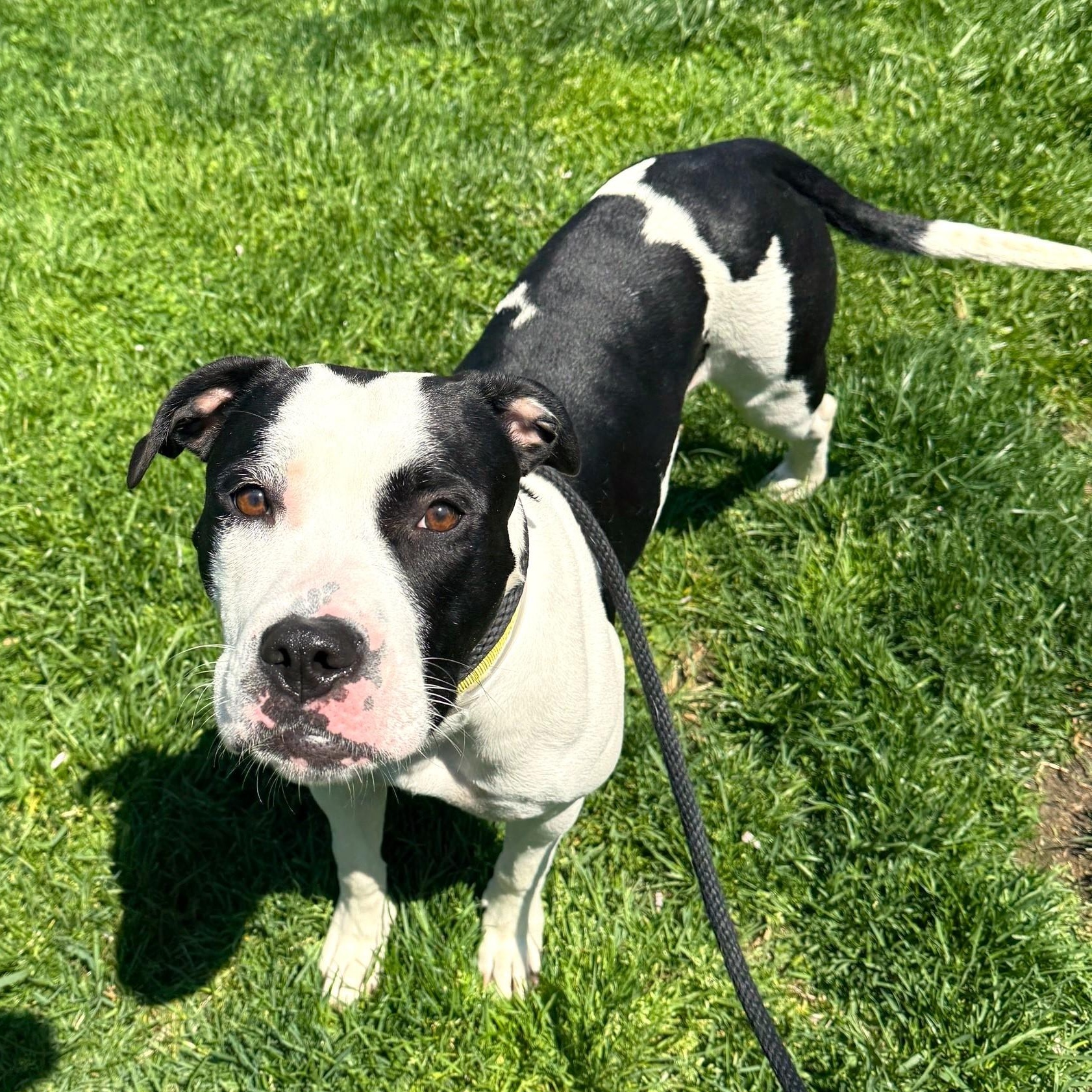 Josie, adoptable, Young Female Mixed Breed.