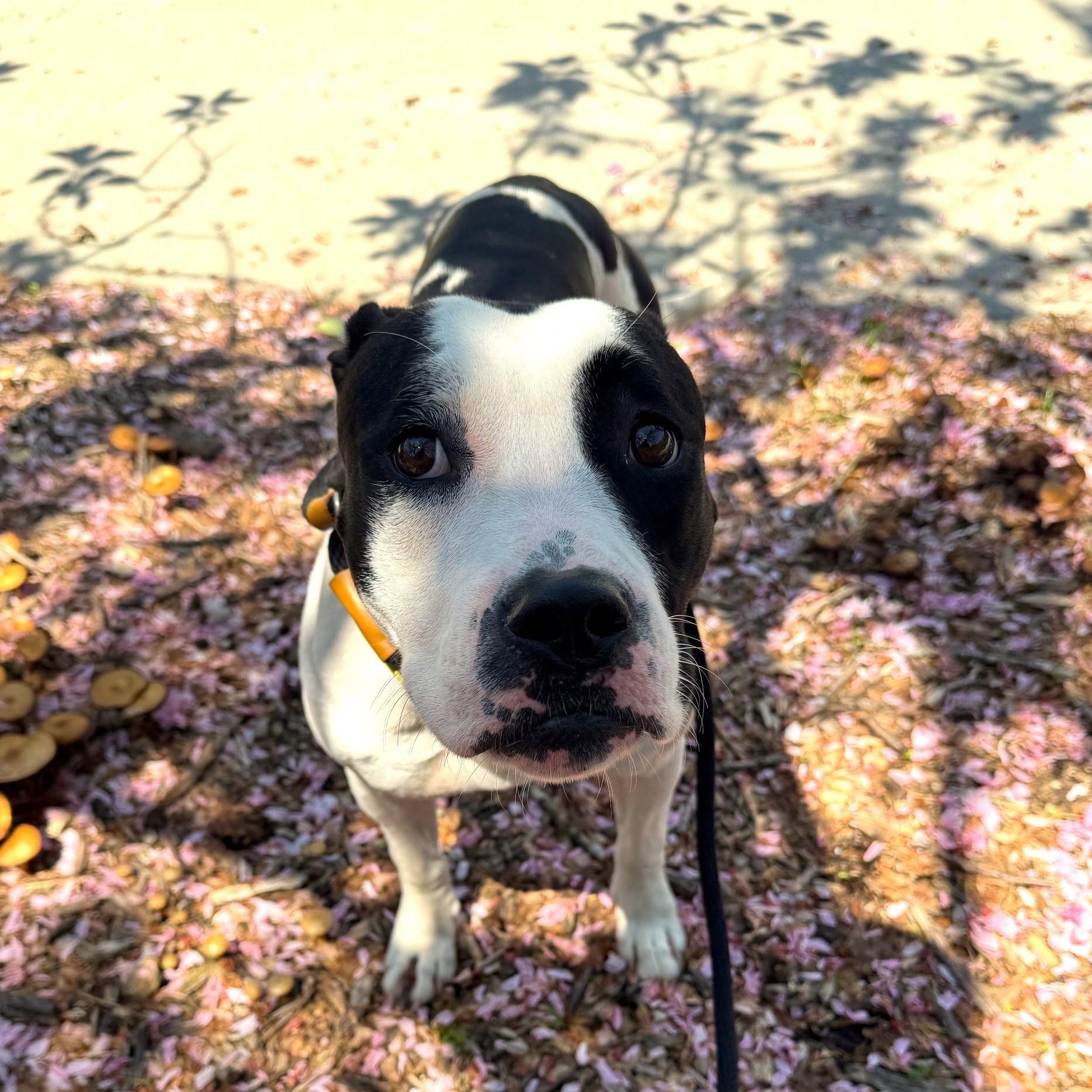 Enlarge Josie, an adoptable Mixed Breed in Brookhaven, NY image 4/4