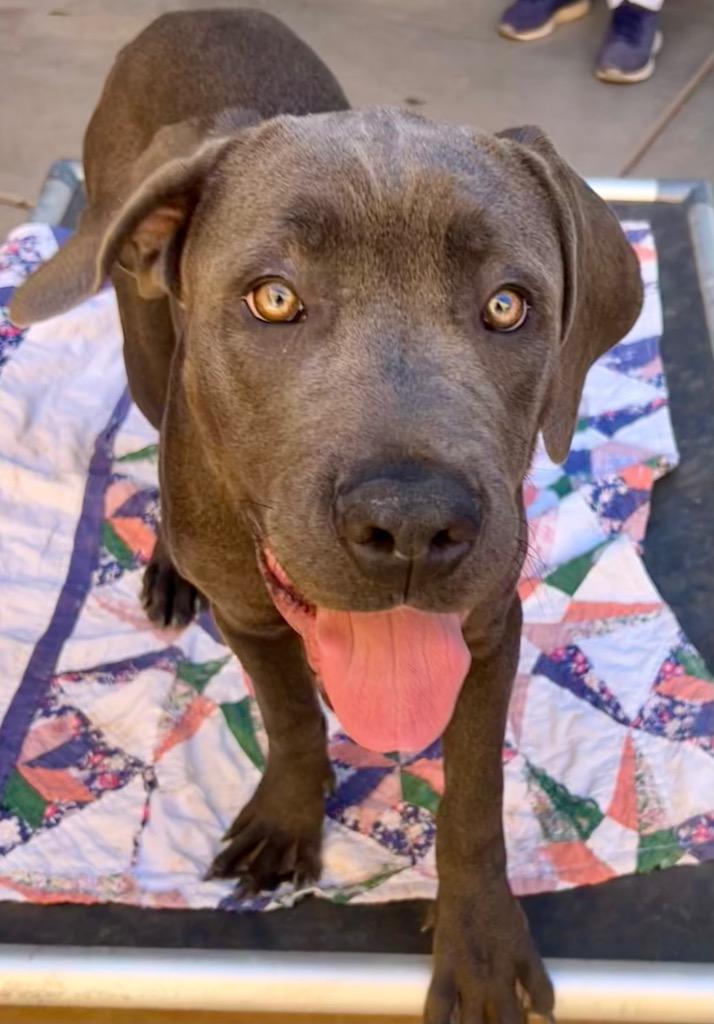 Itty, a Adoptable Cane Corso in Cottonwood, AZ image 1/4