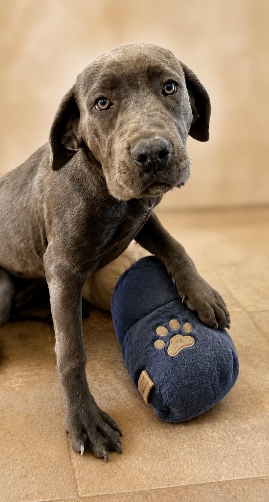 Itty, a Adoptable Cane Corso in Cottonwood, AZ image 2/4