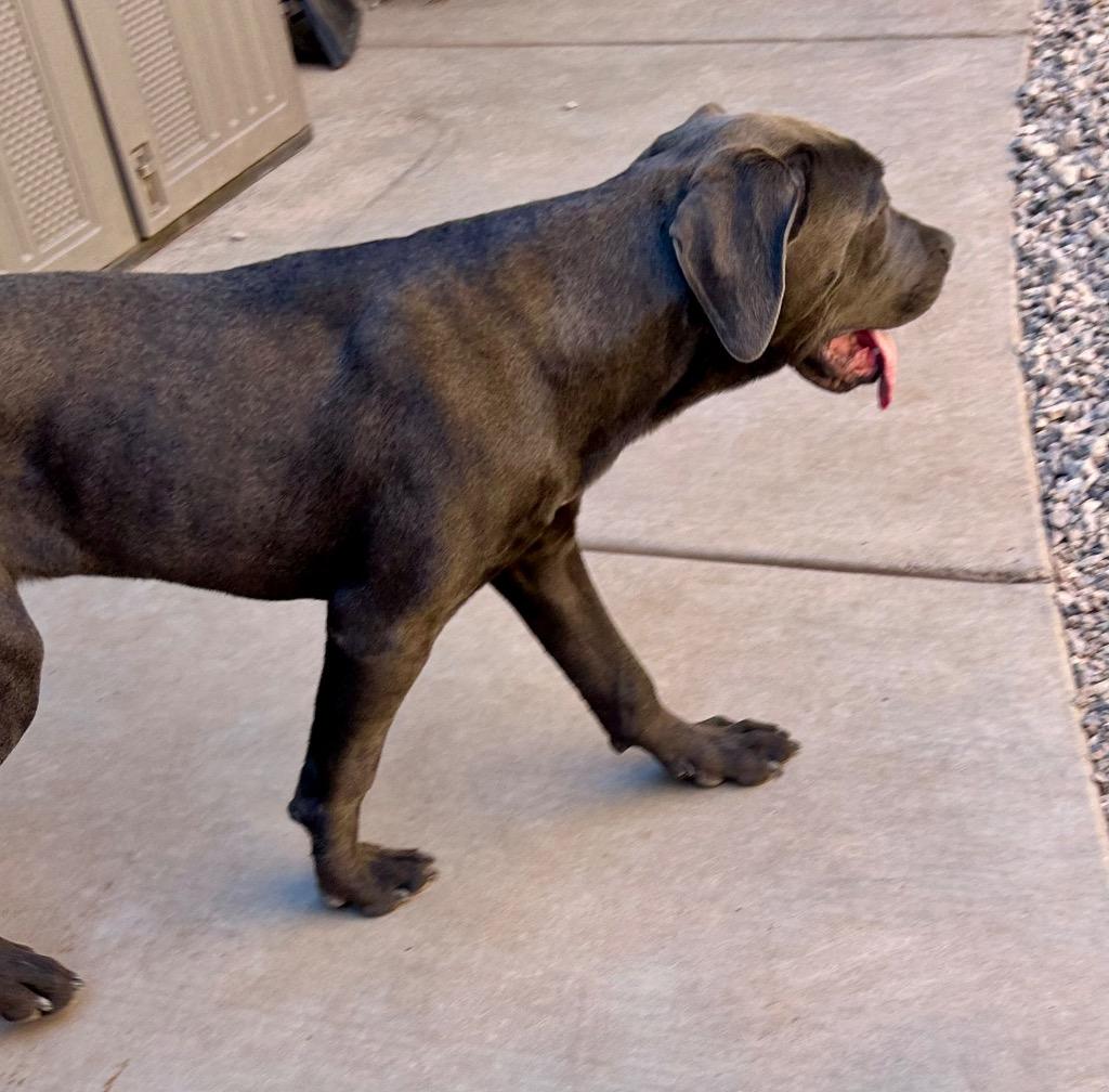 Itty, a Adoptable Cane Corso in Cottonwood, AZ image 3/4