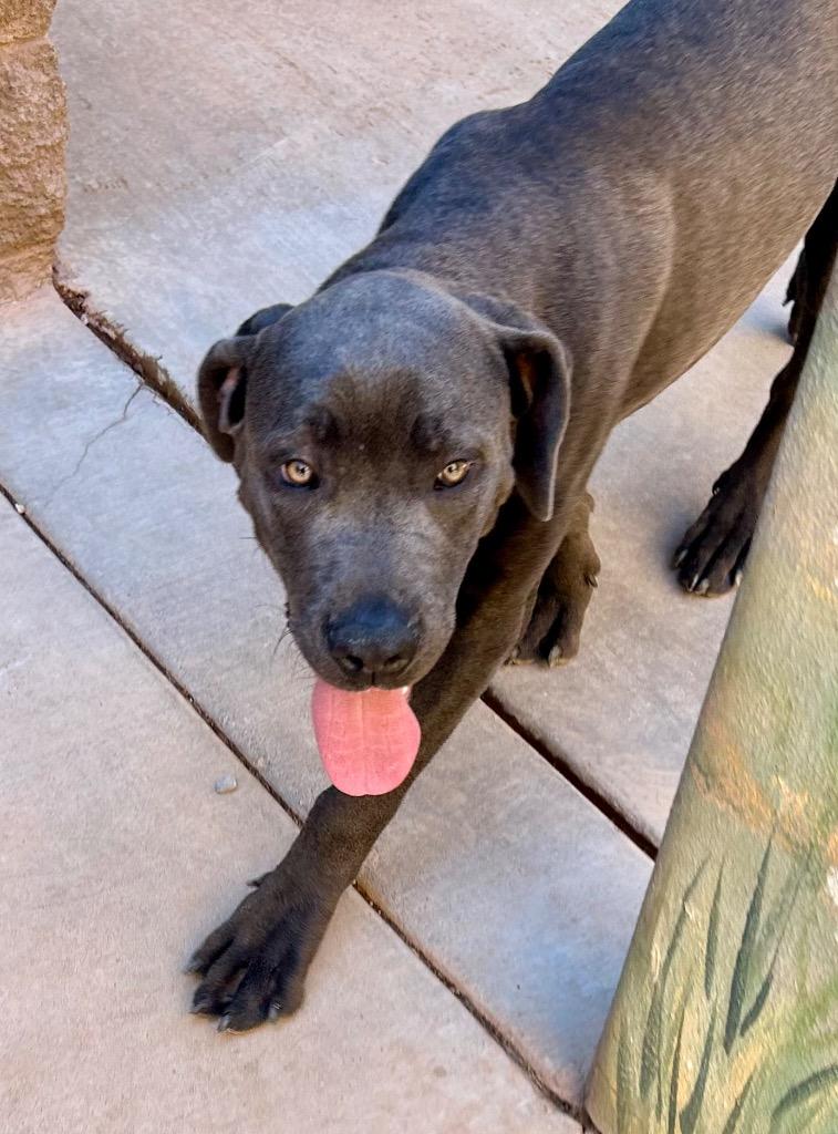 Itty, a Adoptable Cane Corso in Cottonwood, AZ image 4/4