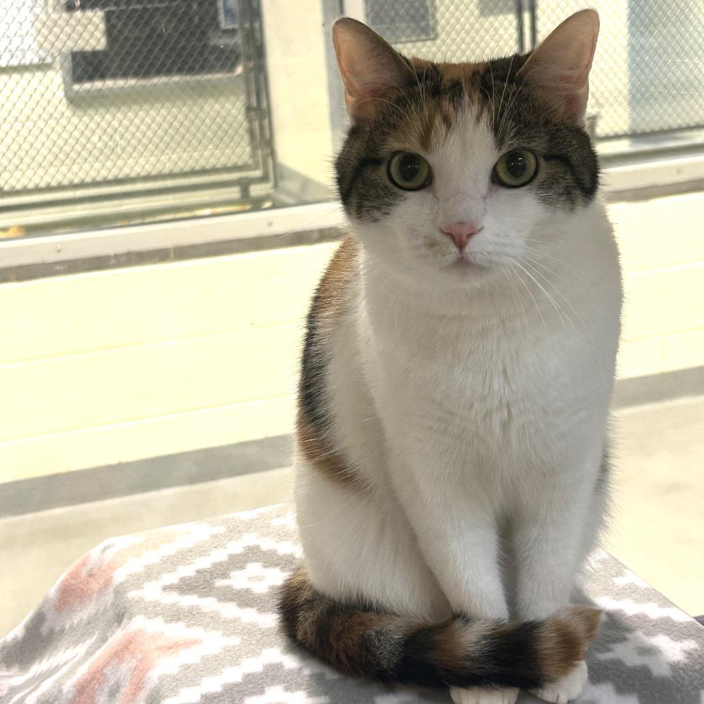 Enlarge Autumn, a Adoptable Domestic Short Hair in Charlottesville, VA image 2/6