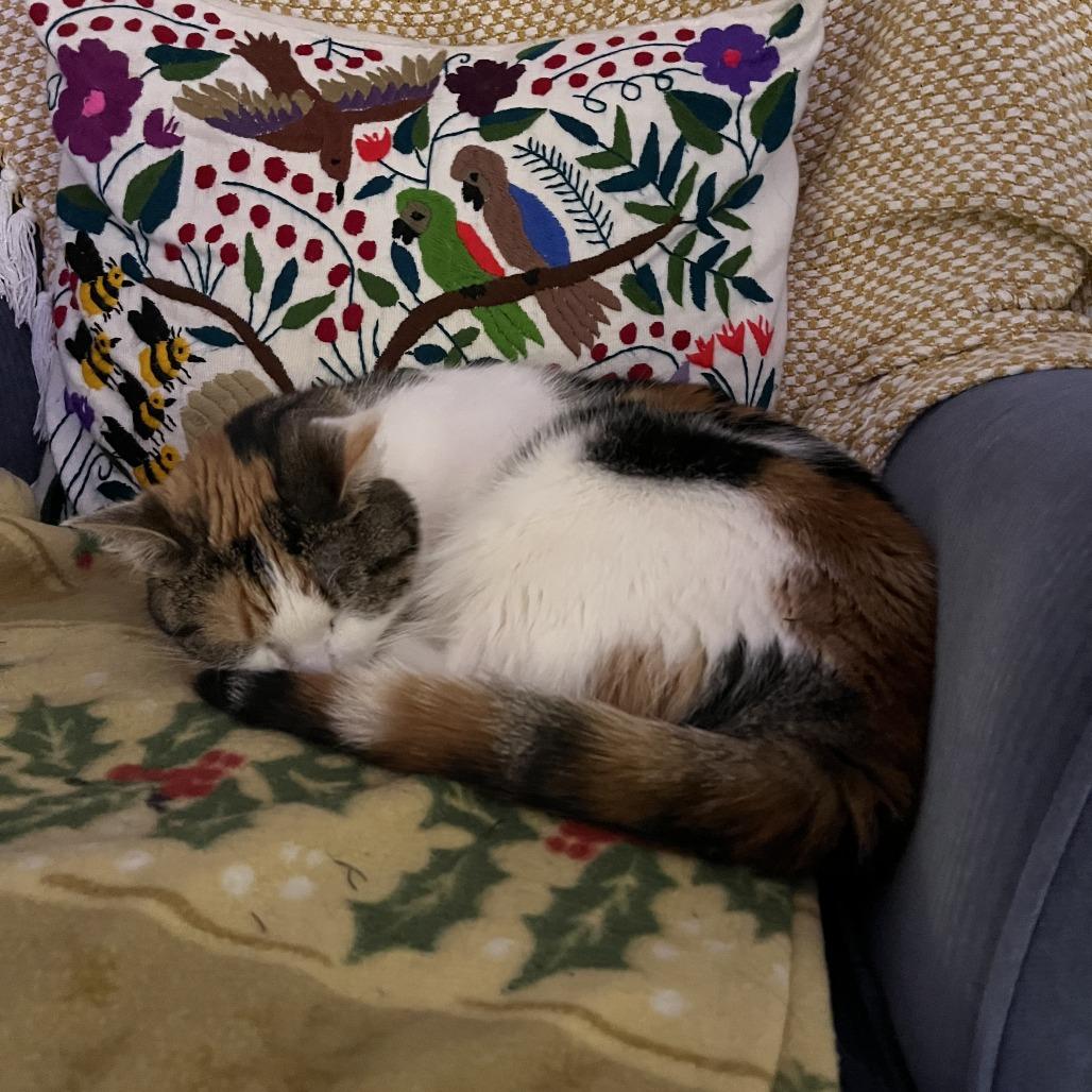 Enlarge Autumn, a Adoptable Domestic Short Hair in Charlottesville, VA image 4/6