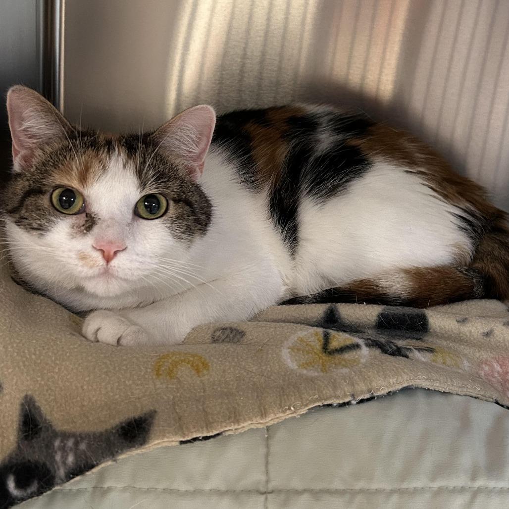 Enlarge Autumn, a Adoptable Domestic Short Hair in Charlottesville, VA image 5/6