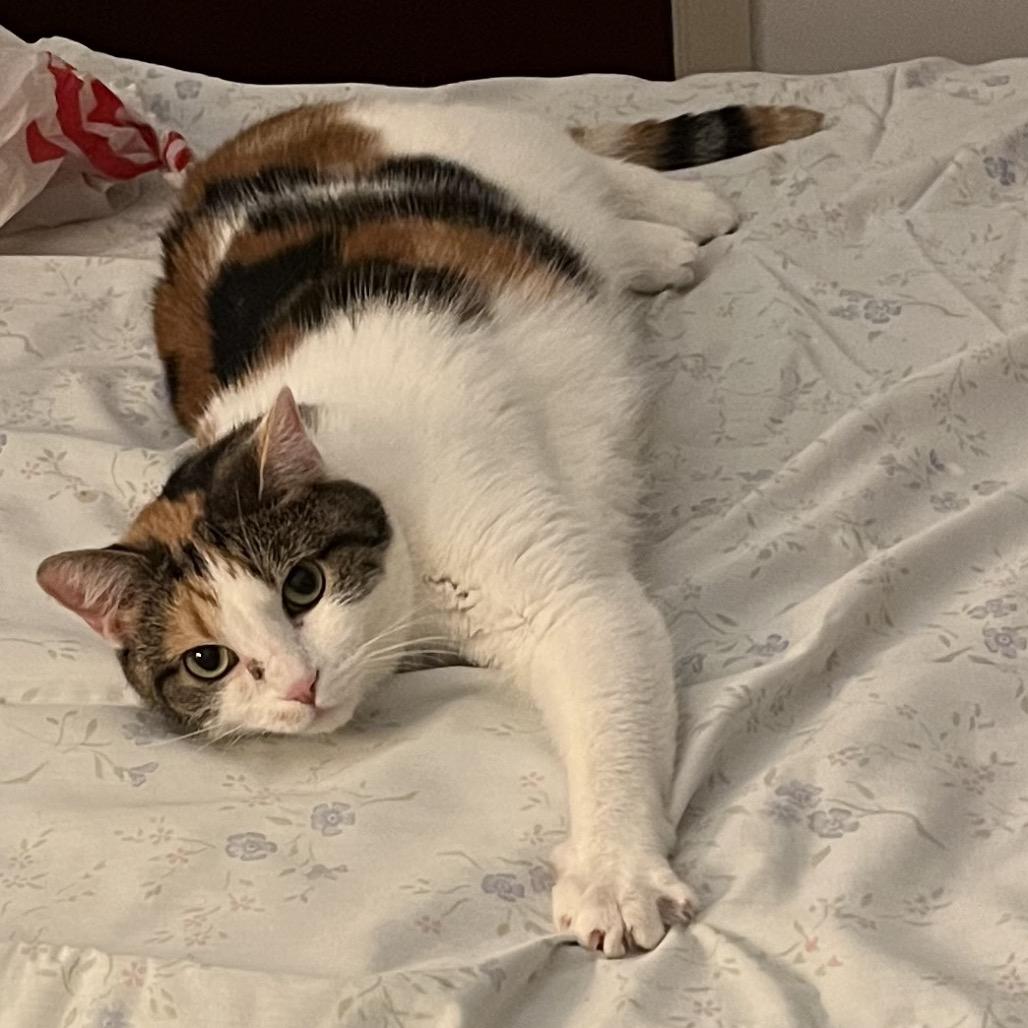 Enlarge Autumn, a Adoptable Domestic Short Hair in Charlottesville, VA image 6/6