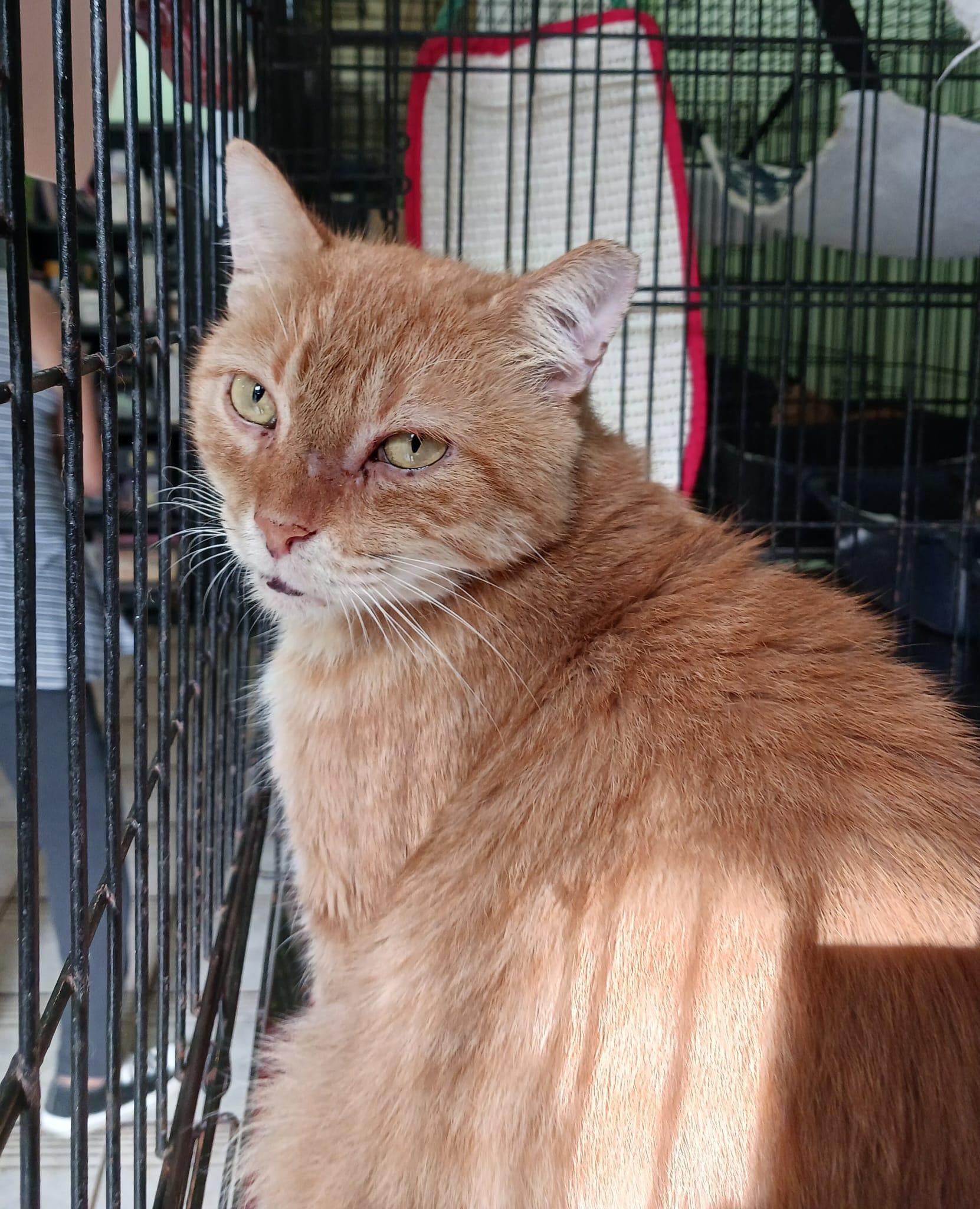 Charlie, an adoption pending Domestic Medium Hair in San Juan, PR image 4/6