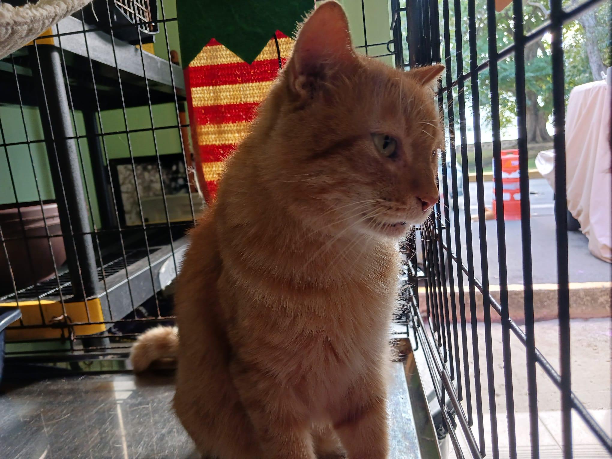 Charlie, ADOPTABLE, Adult Male Domestic Medium Hair.