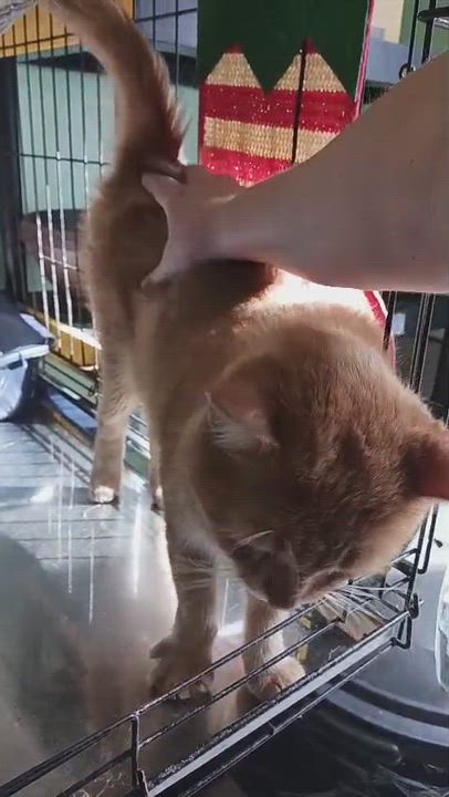 Enlarge Charlie, an adoption pending Domestic Medium Hair in San Juan, PR video 2/6