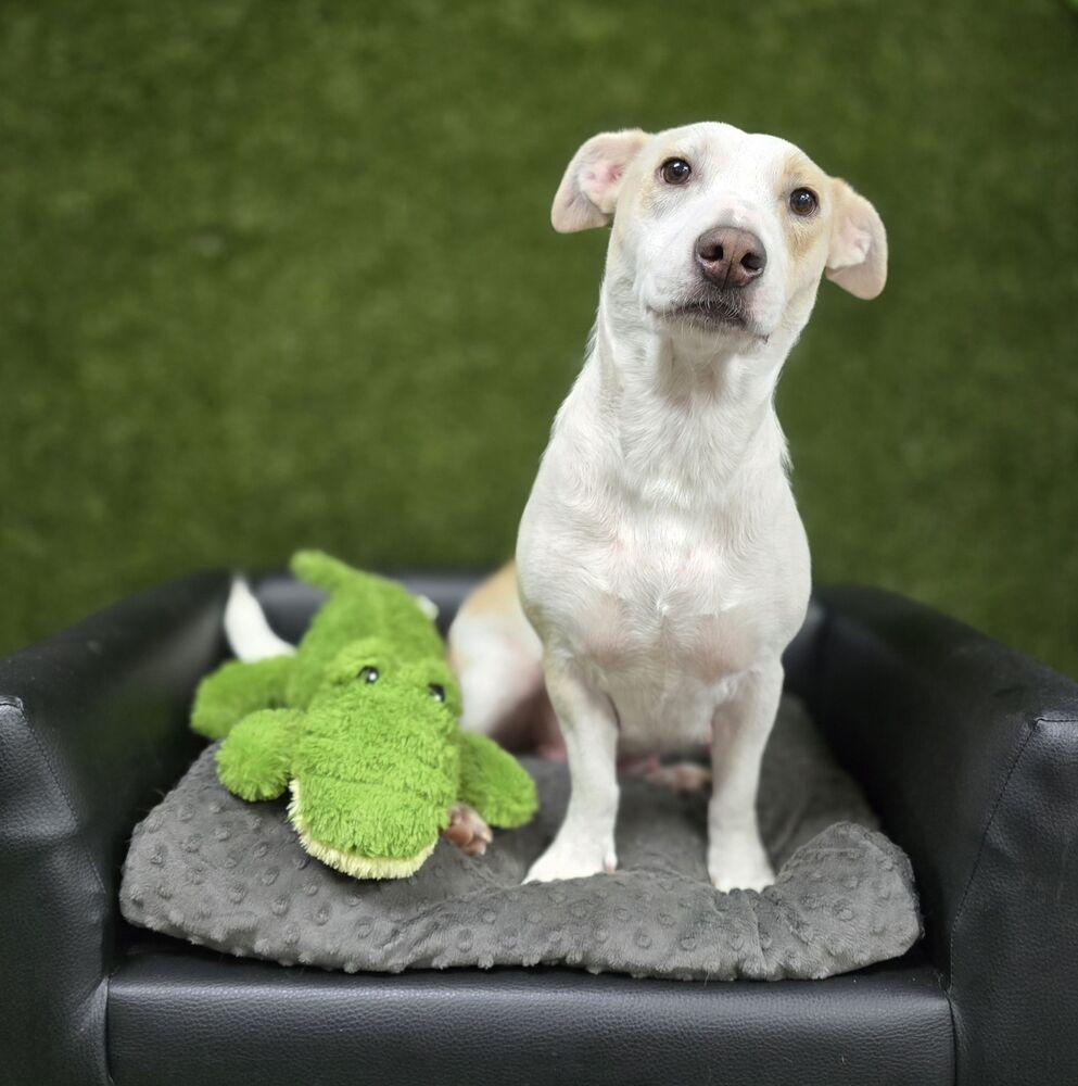Gecko, Adoptable, Adult Female Corgi & Shepherd.