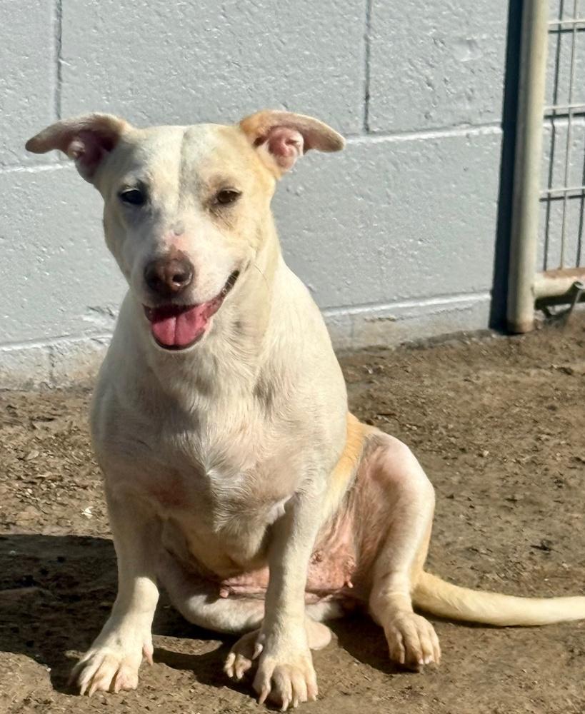 Enlarge Gecko, a Adoptable mixed breed in Anderson, CA image 2/2
