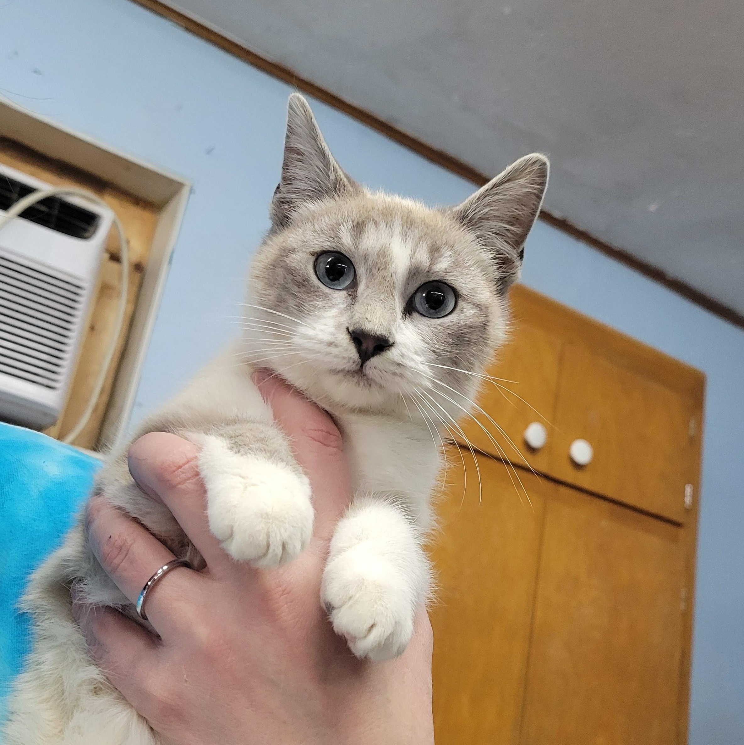 Powder Puff, adopted, Young Female Domestic Short Hair.