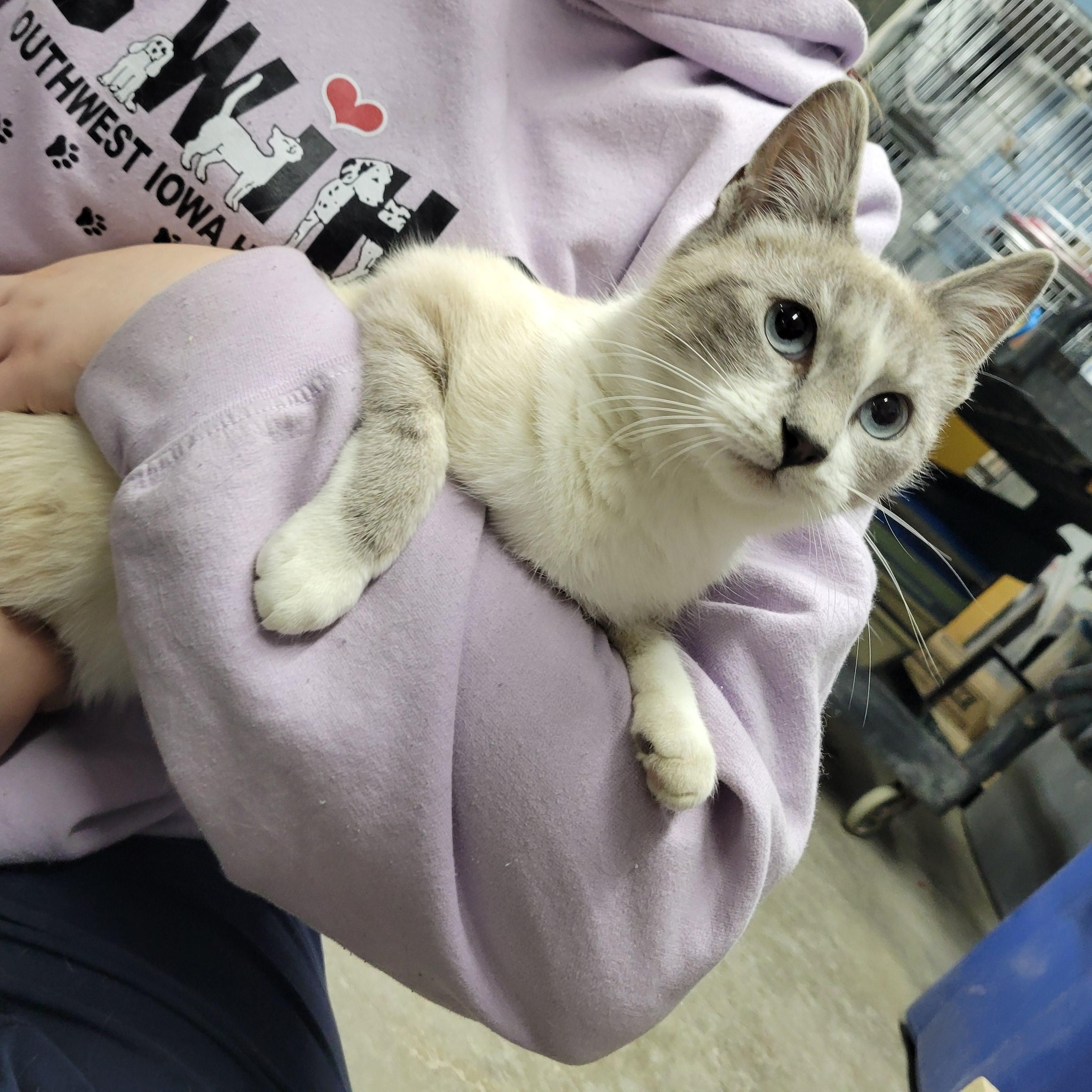 Powder Puff, an adopted Domestic Short Hair in Clarinda, IA image 4/5