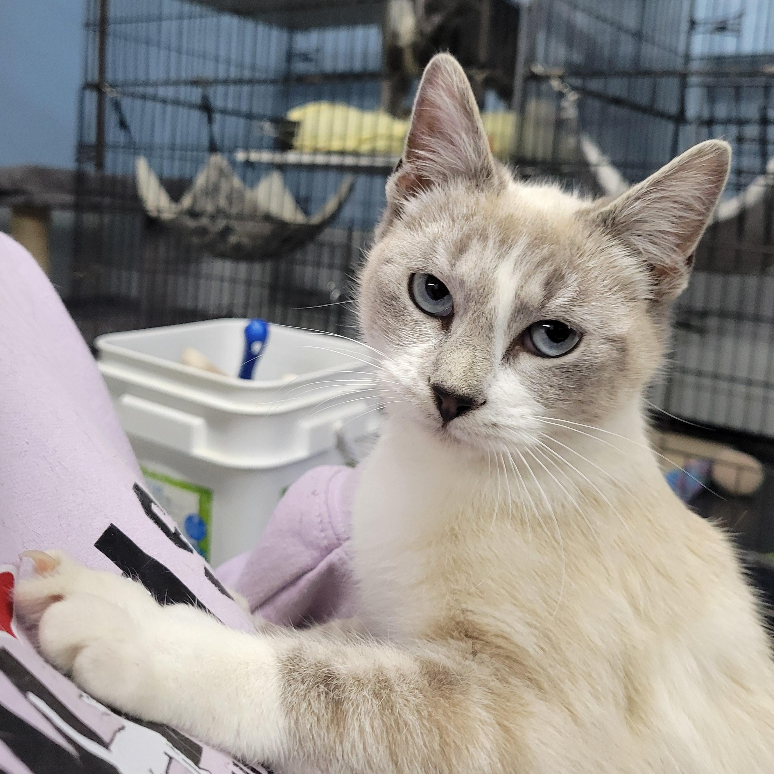Powder Puff, an adopted Domestic Short Hair in Clarinda, IA image 3/5