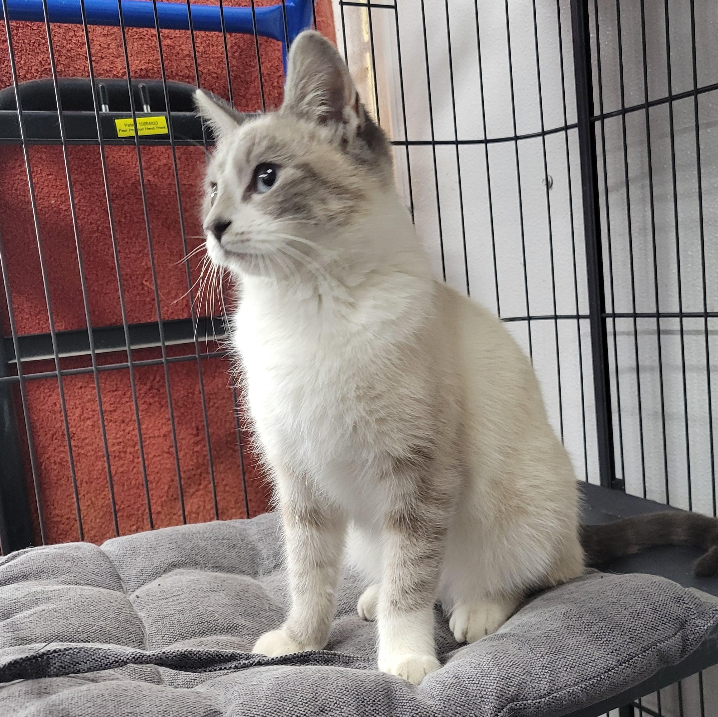 Powder Puff, an adopted Domestic Short Hair in Clarinda, IA image 5/5