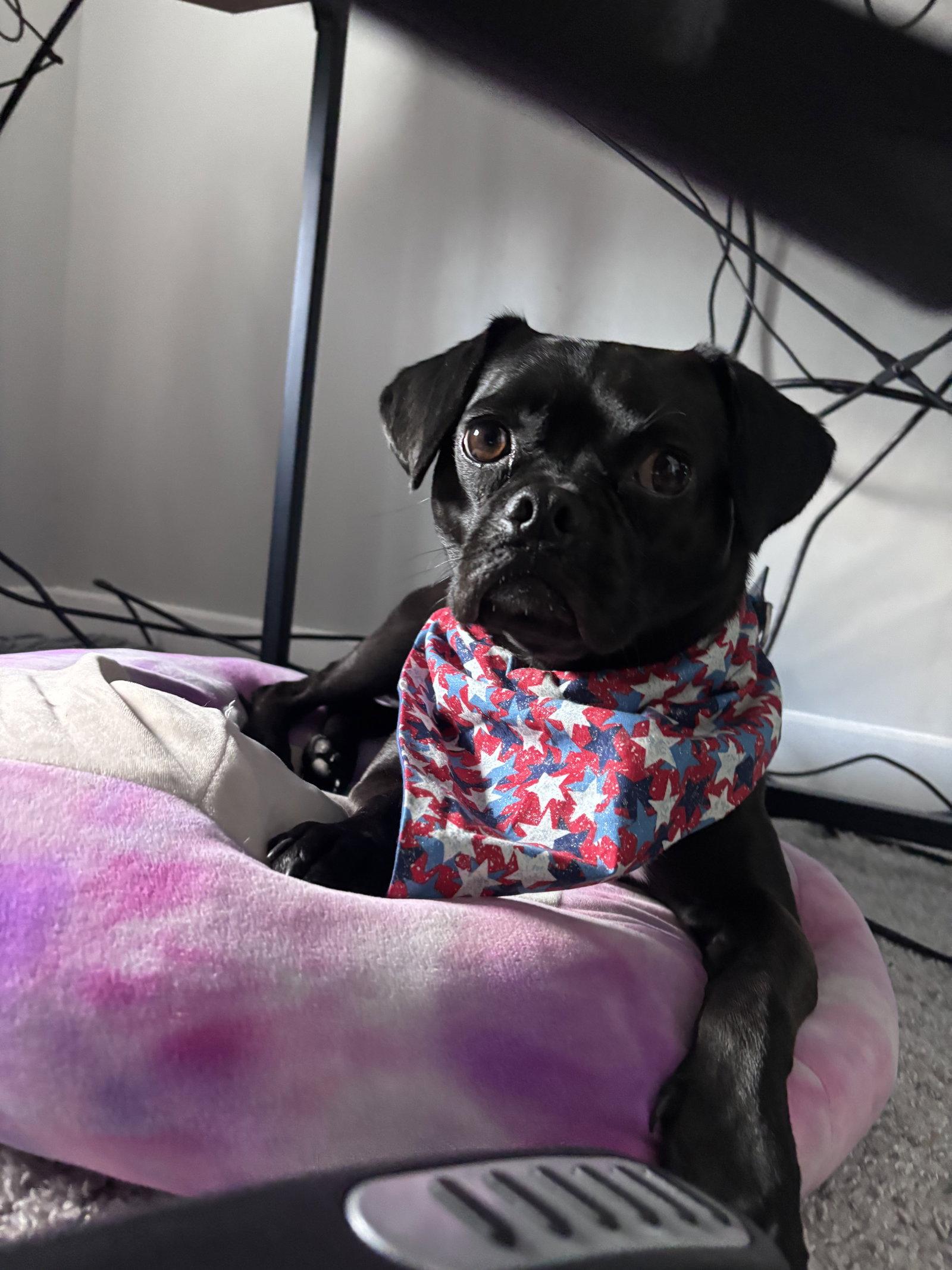 Enlarge Ursula, a Adopted Pug in Powell, OH image 1/3