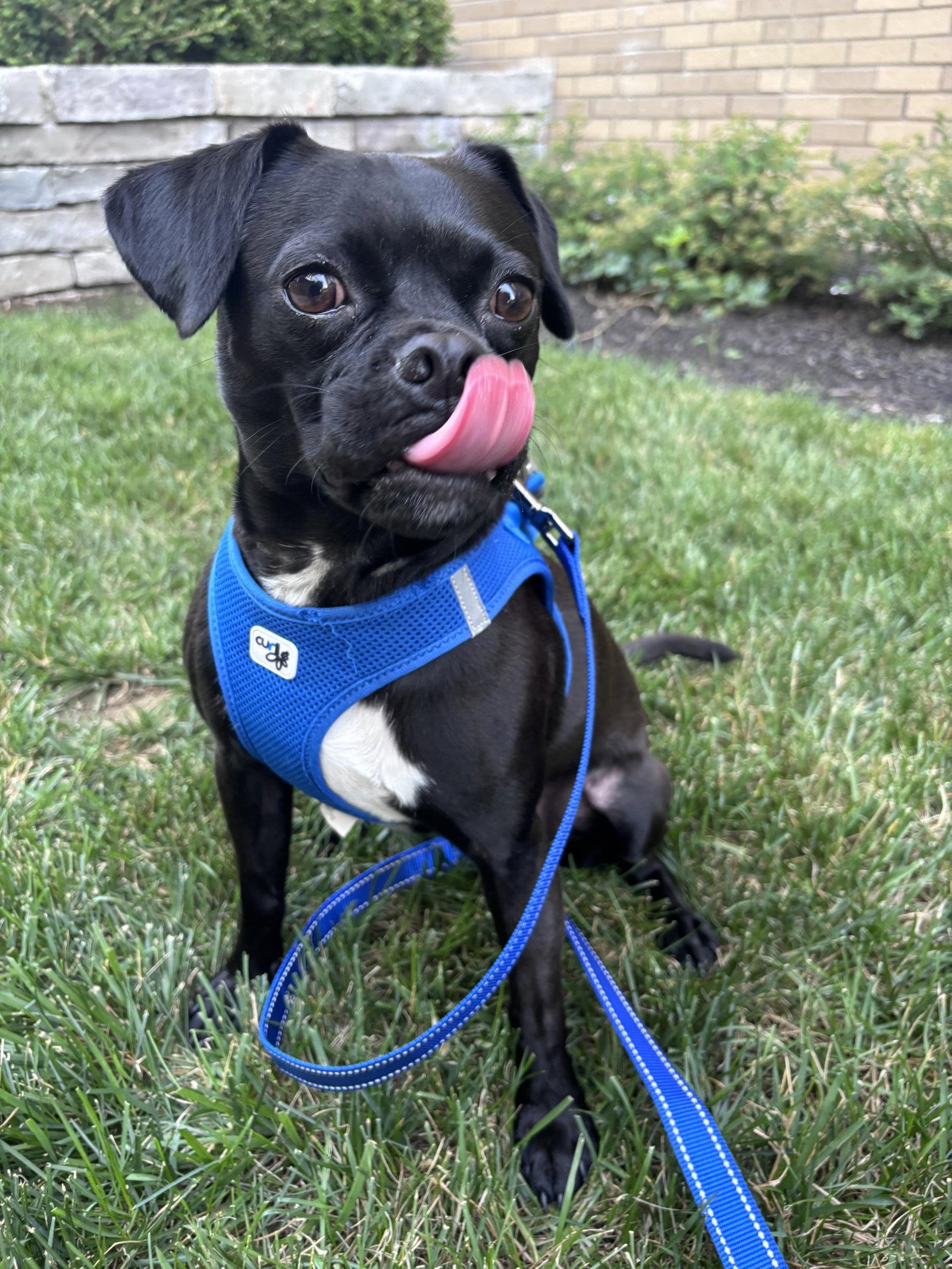 Enlarge Ursula, a Adopted Pug in Powell, OH image 2/3