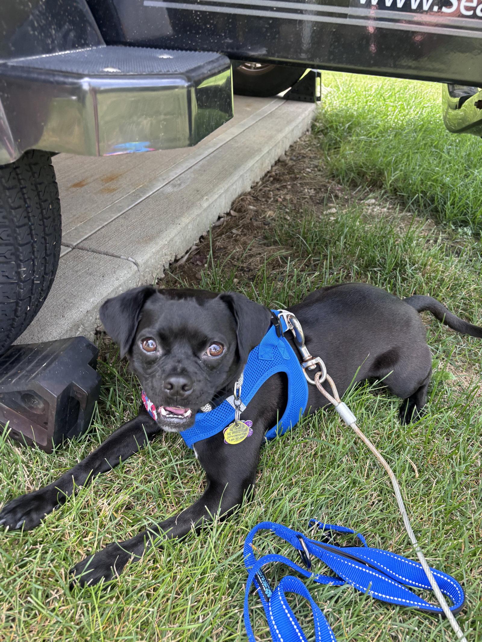Enlarge Ursula, a Adopted Pug in Powell, OH image 3/3