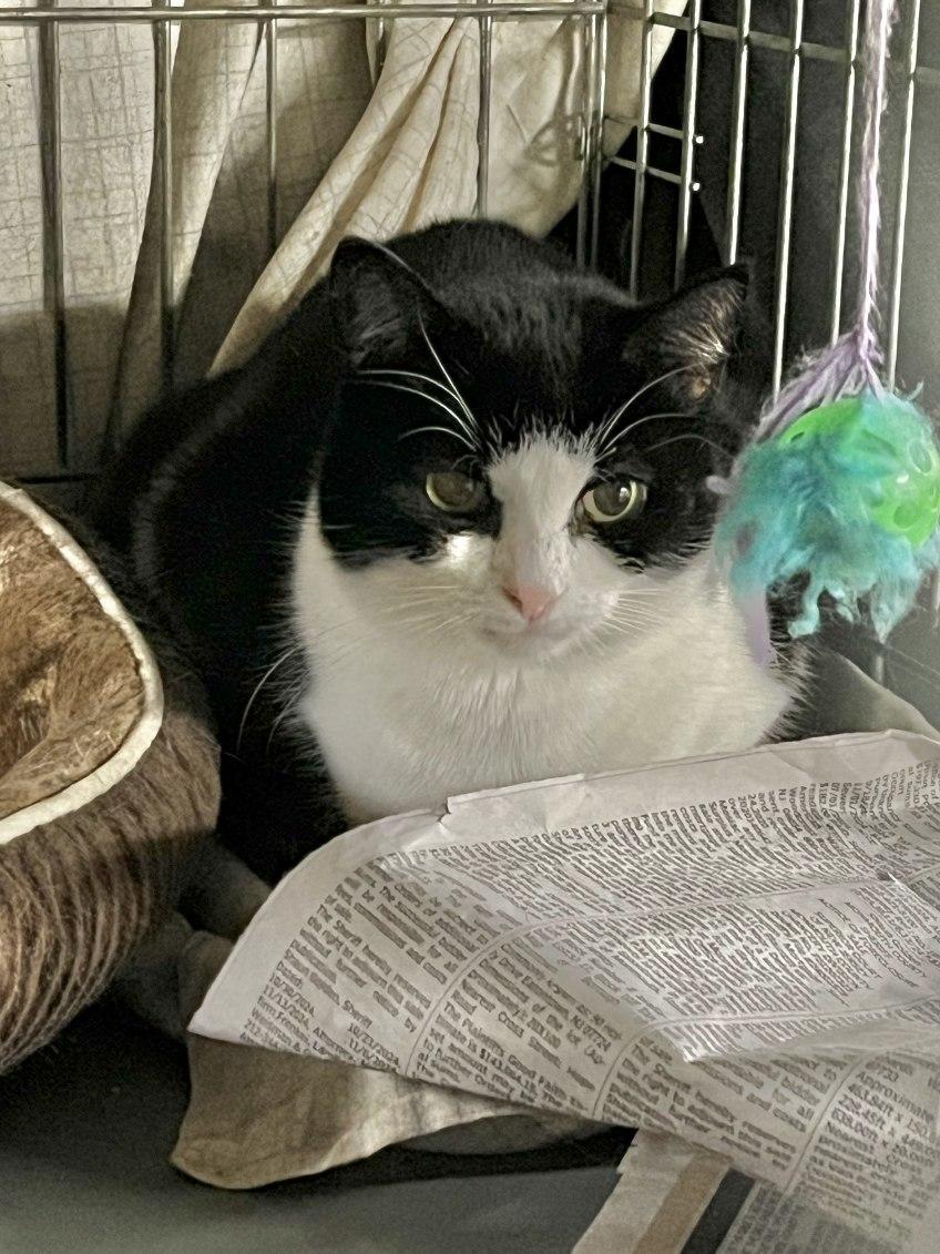 Darling Darla!, a Adoptable Domestic Short Hair in Bloomfield, NJ image 2/3