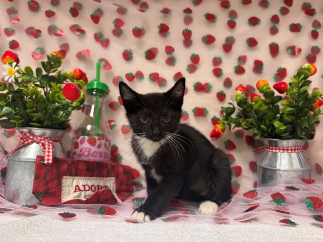 KYLIAN, Adoptable, Kitten Female Domestic Short Hair.