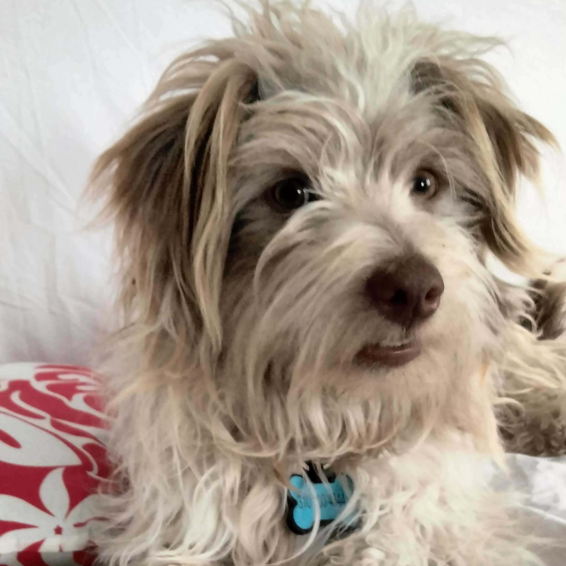 Enlarge Winter, a Adoptable mixed breed in Los Angeles, CA image 2/4