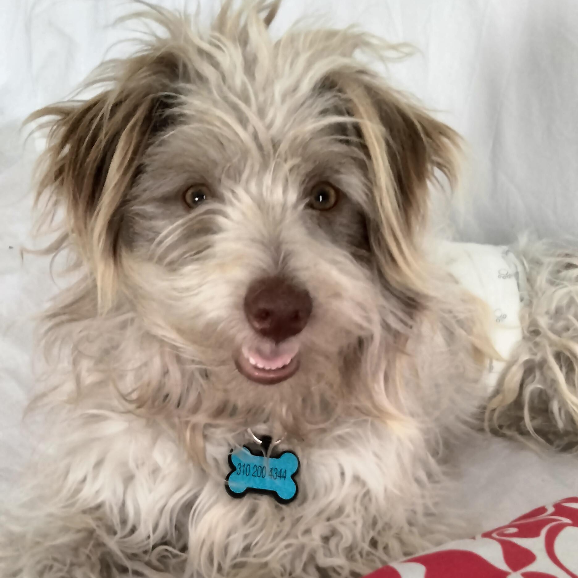 Enlarge Winter, a Adoptable mixed breed in Los Angeles, CA image 1/4