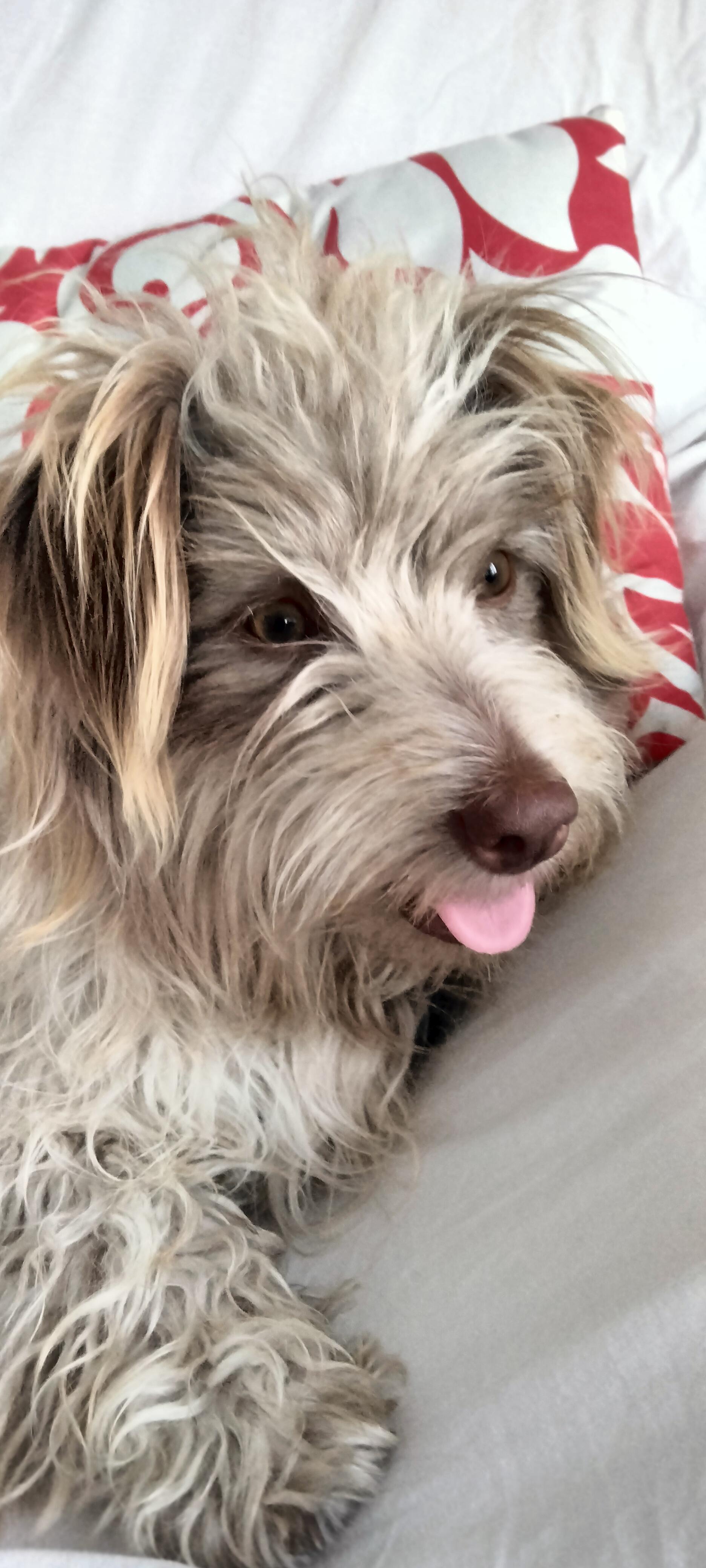 Enlarge Winter, a Adoptable mixed breed in Los Angeles, CA image 3/4