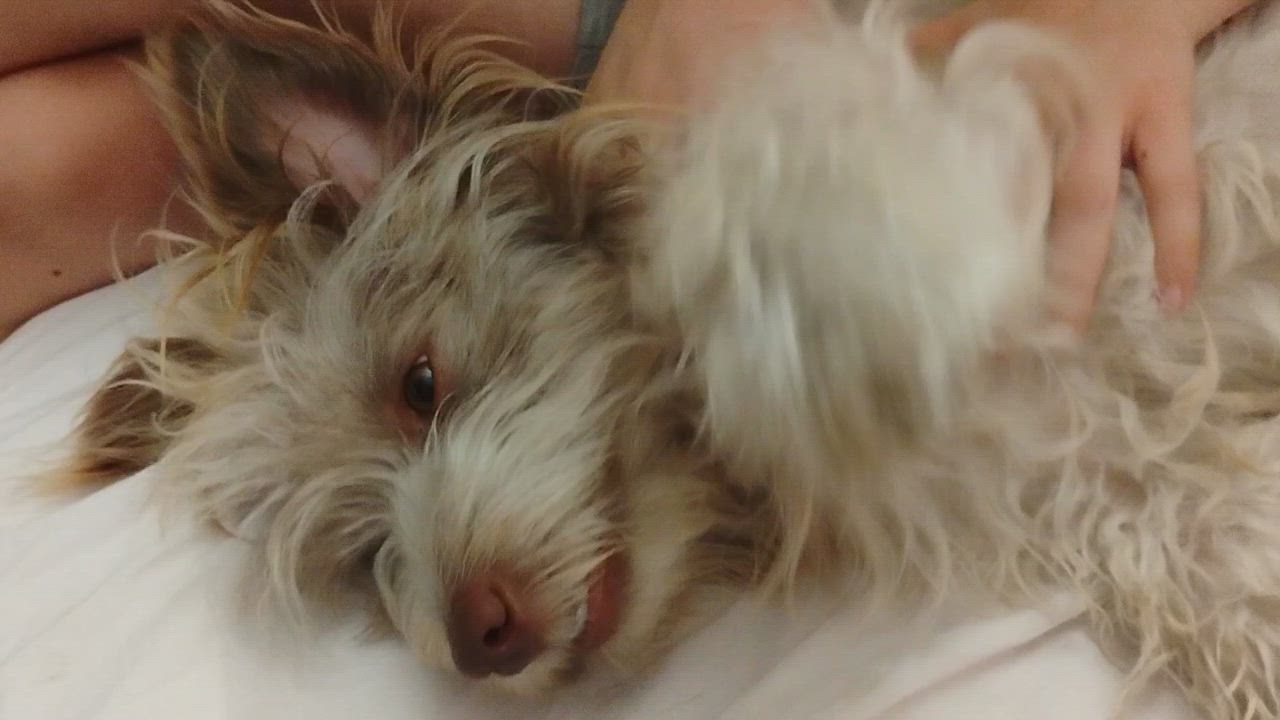 Enlarge Winter, a Adoptable mixed breed in Los Angeles, CA video 4/4