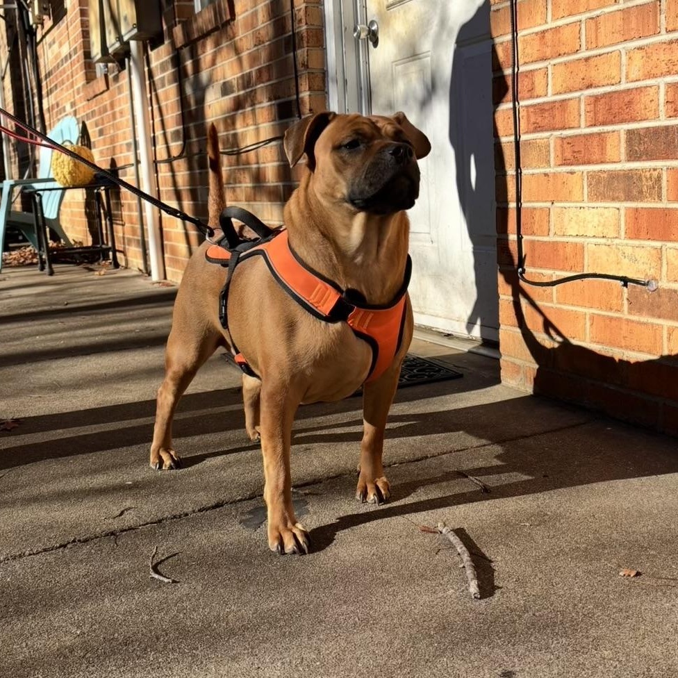 Enlarge FLOSSIE, a Adoptable mixed breed in Stuart, VA image 2/6