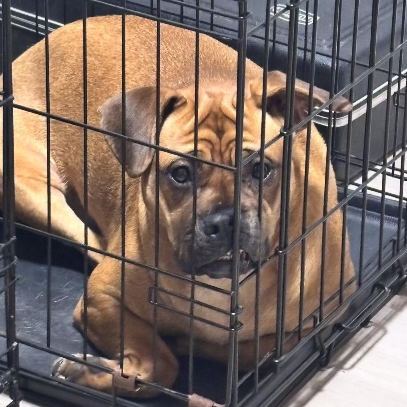 Enlarge FLOSSIE, a Adoptable mixed breed in Stuart, VA image 5/6
