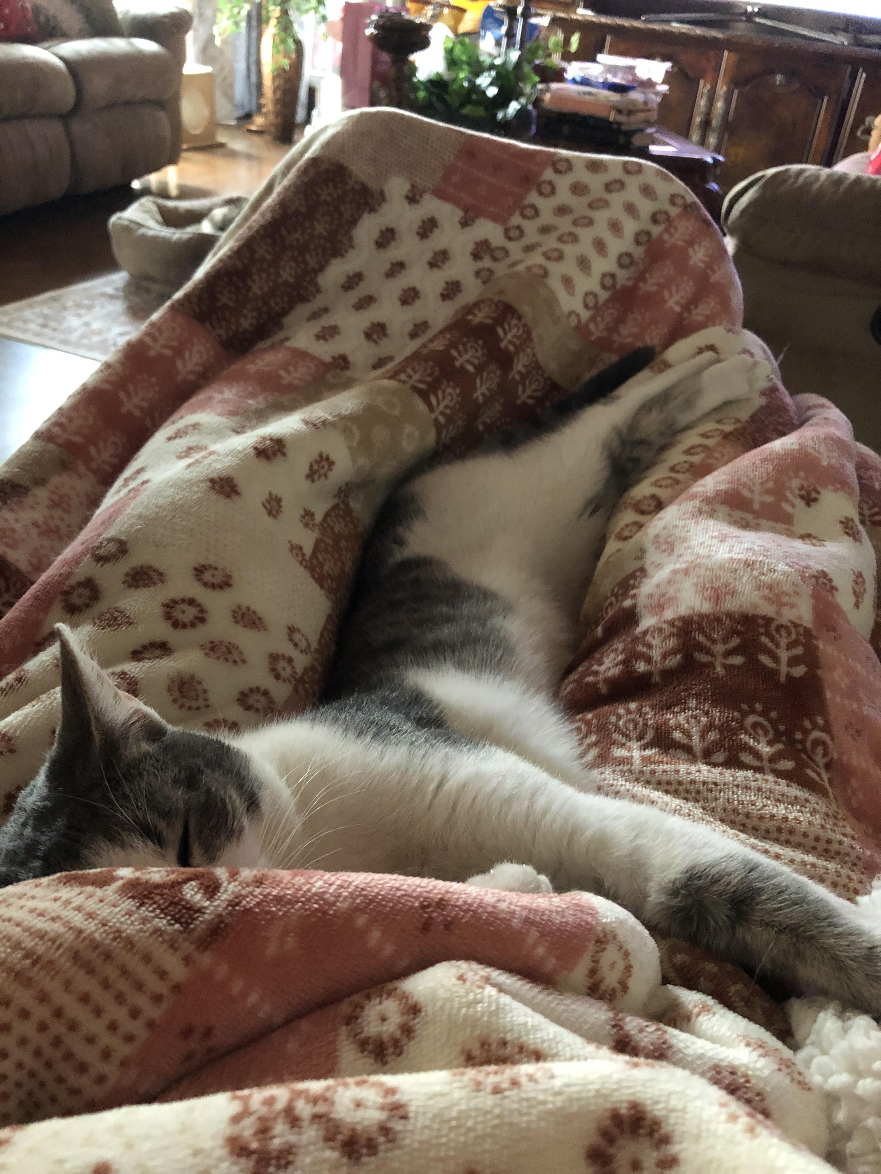 Enlarge Chrissy, a Adopted Domestic Short Hair in Murfreesboro, TN image 2/2