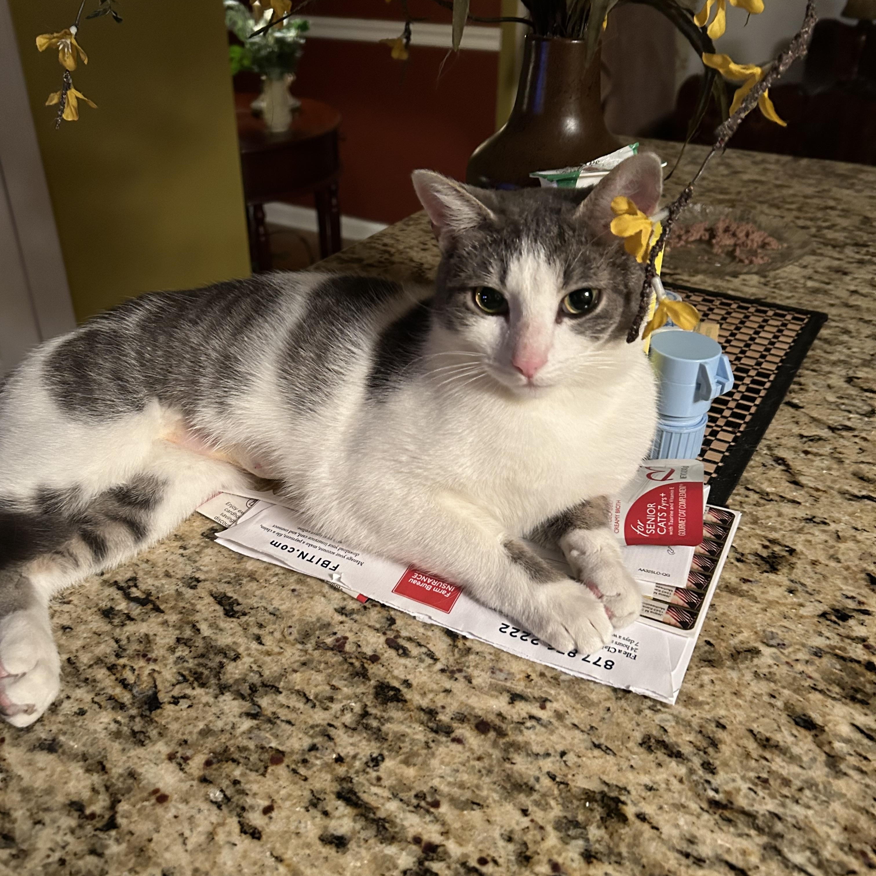 Chrissy, Adopted, Young Female Domestic Short Hair.