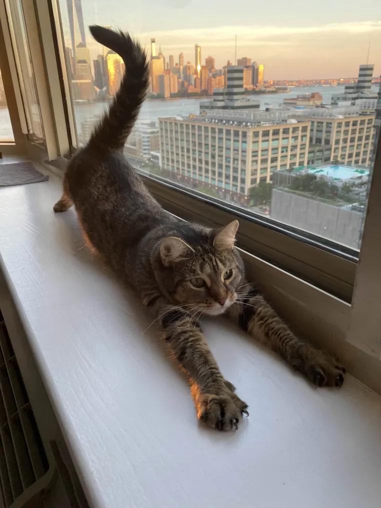 Emma, Adoptable, Adult Female Domestic Short Hair.