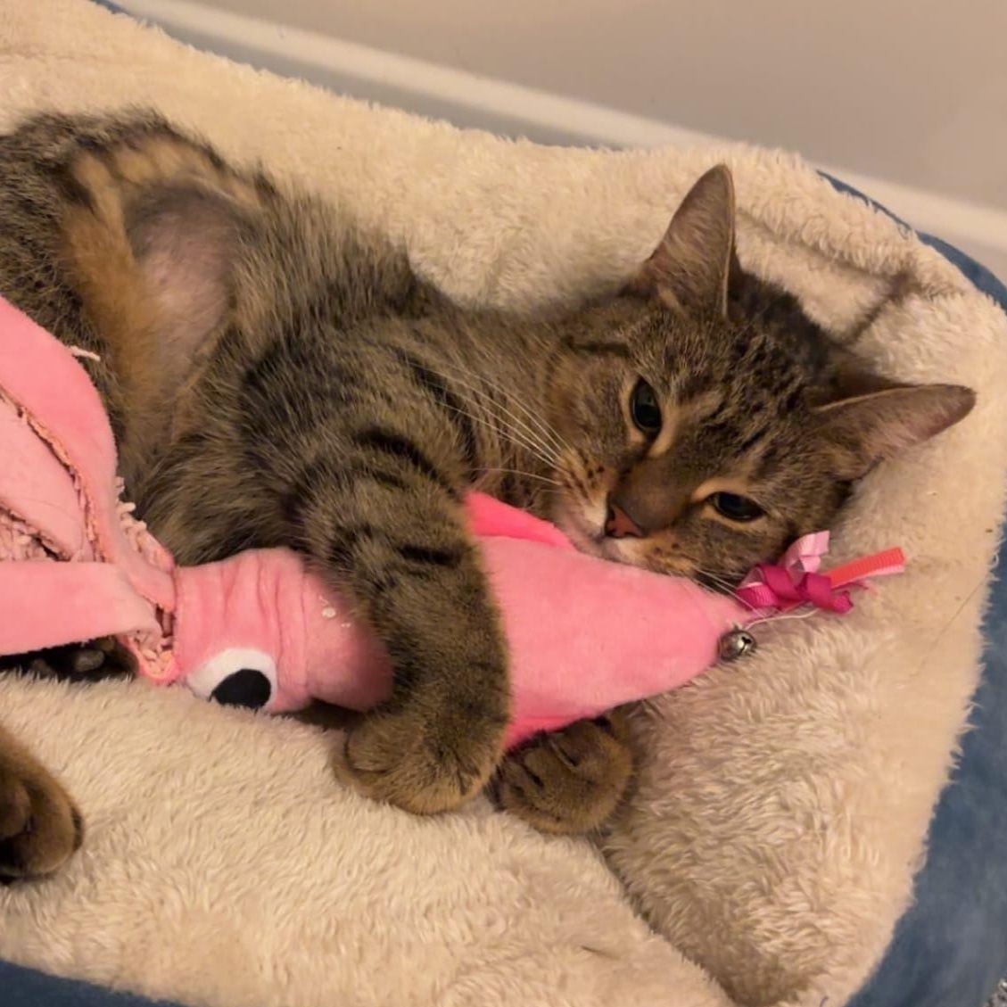 Emma, a Adoptable Domestic Short Hair in Florham Park, NJ image 6/6