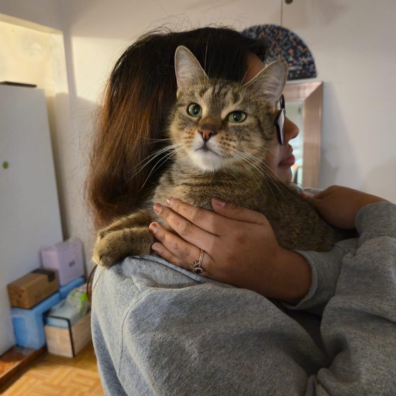 Emma, a Adoptable Domestic Short Hair in Florham Park, NJ image 5/6