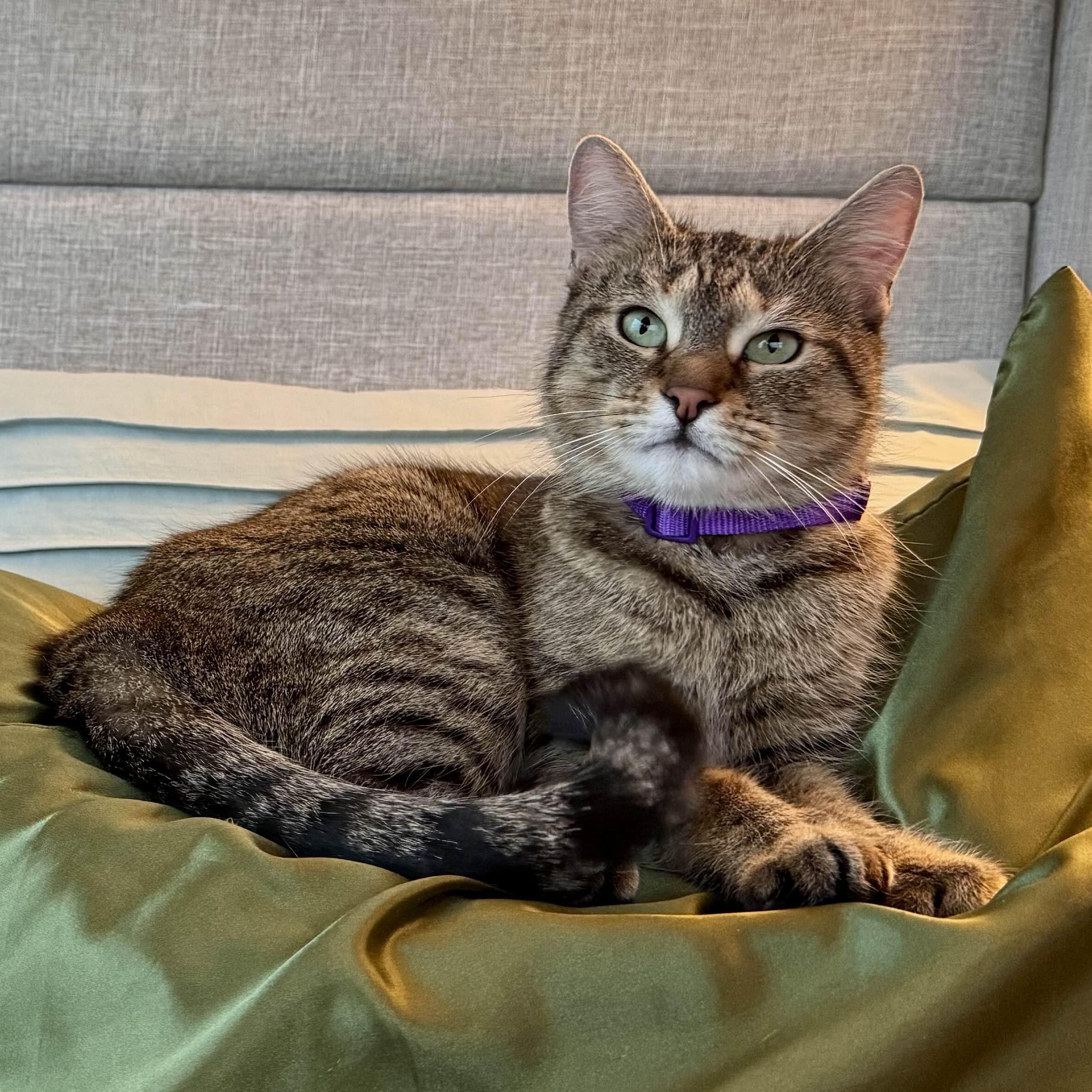 Emma, a Adoptable Domestic Short Hair in Florham Park, NJ image 3/6